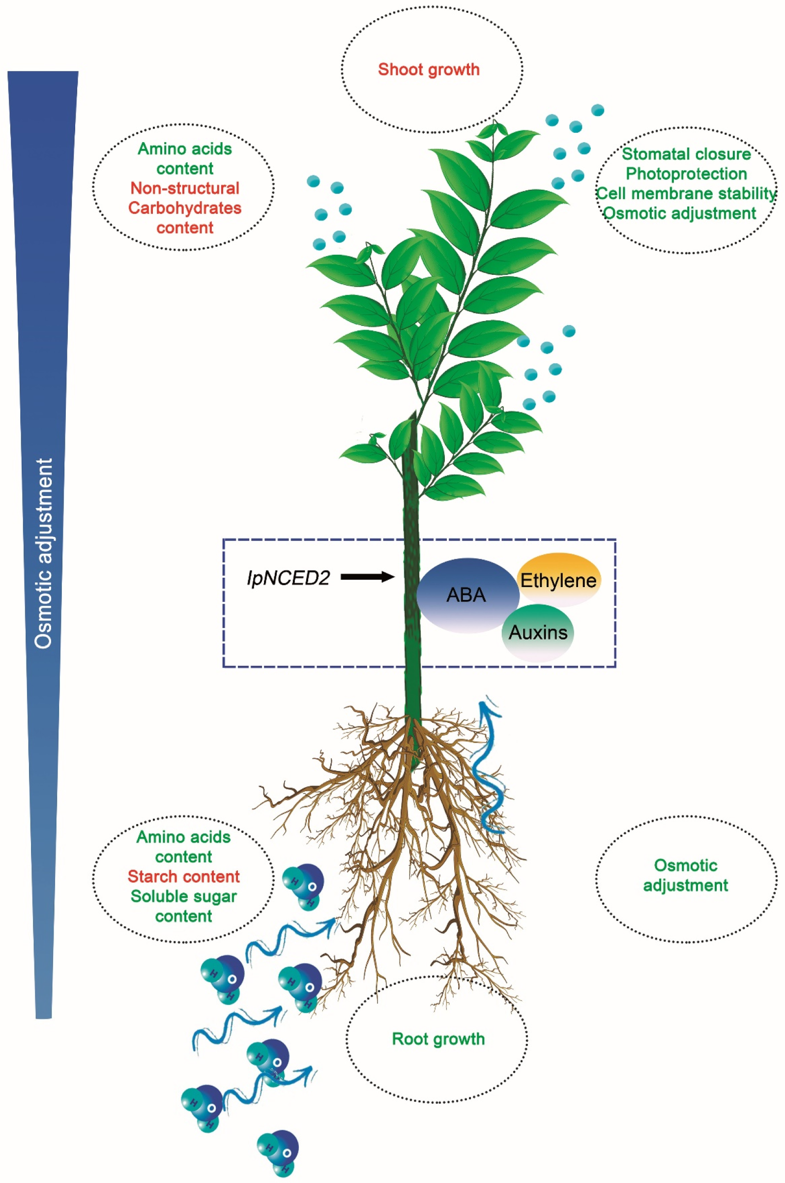 Plants 12 02404 g006 Plants 12 02404 g006