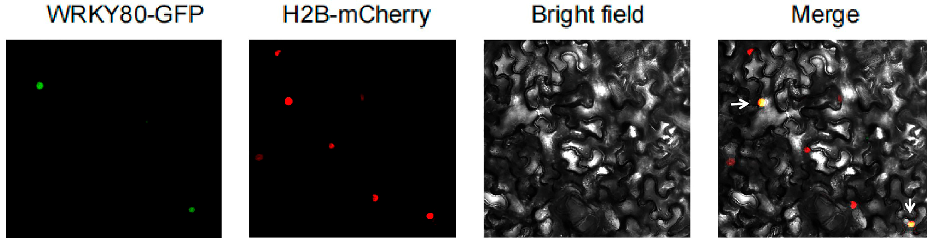 Plants 12 02416 g008