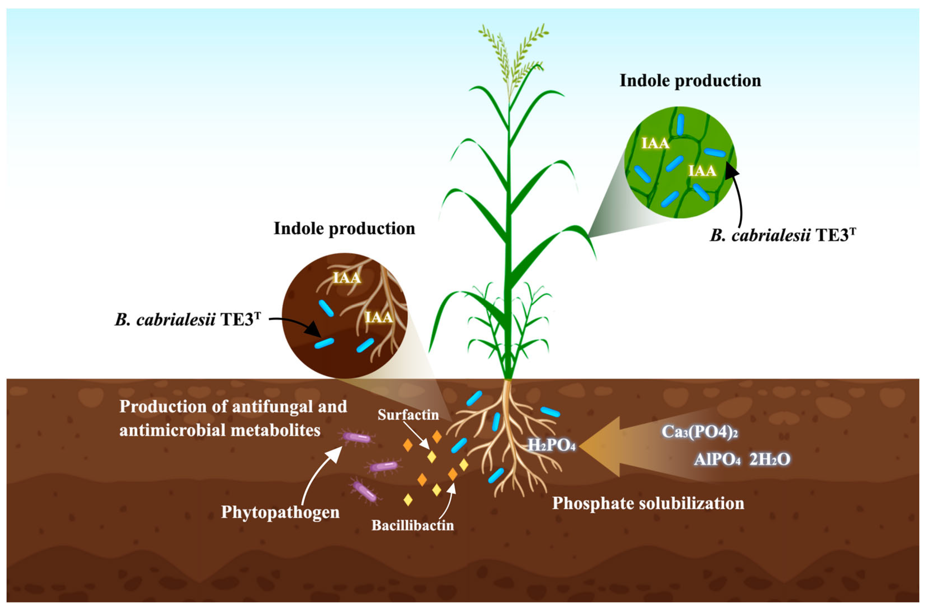 Plants 12 02419 g002 Plants 12 02419 g002