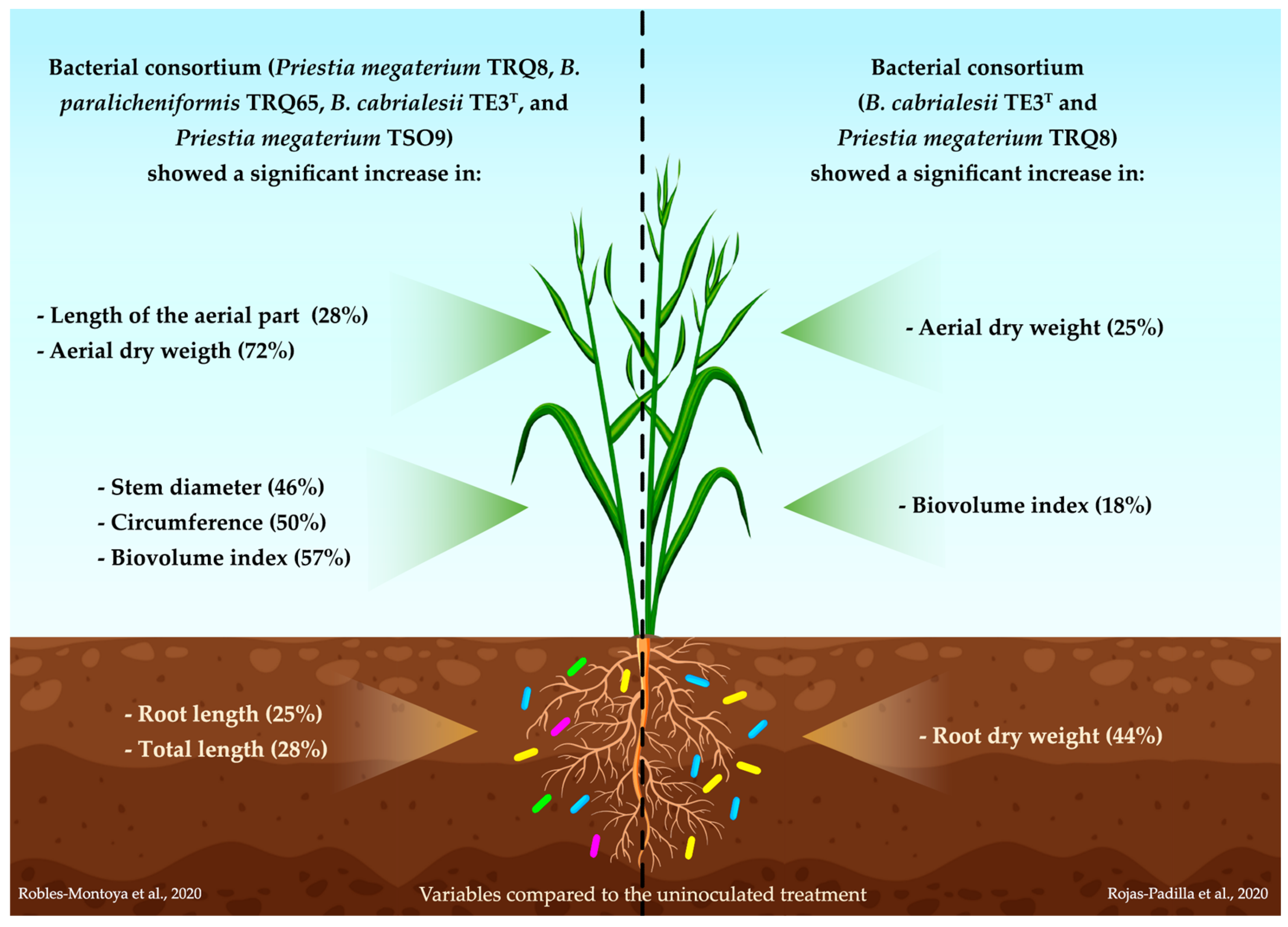 Plants 12 02419 g004 Plants 12 02419 g004