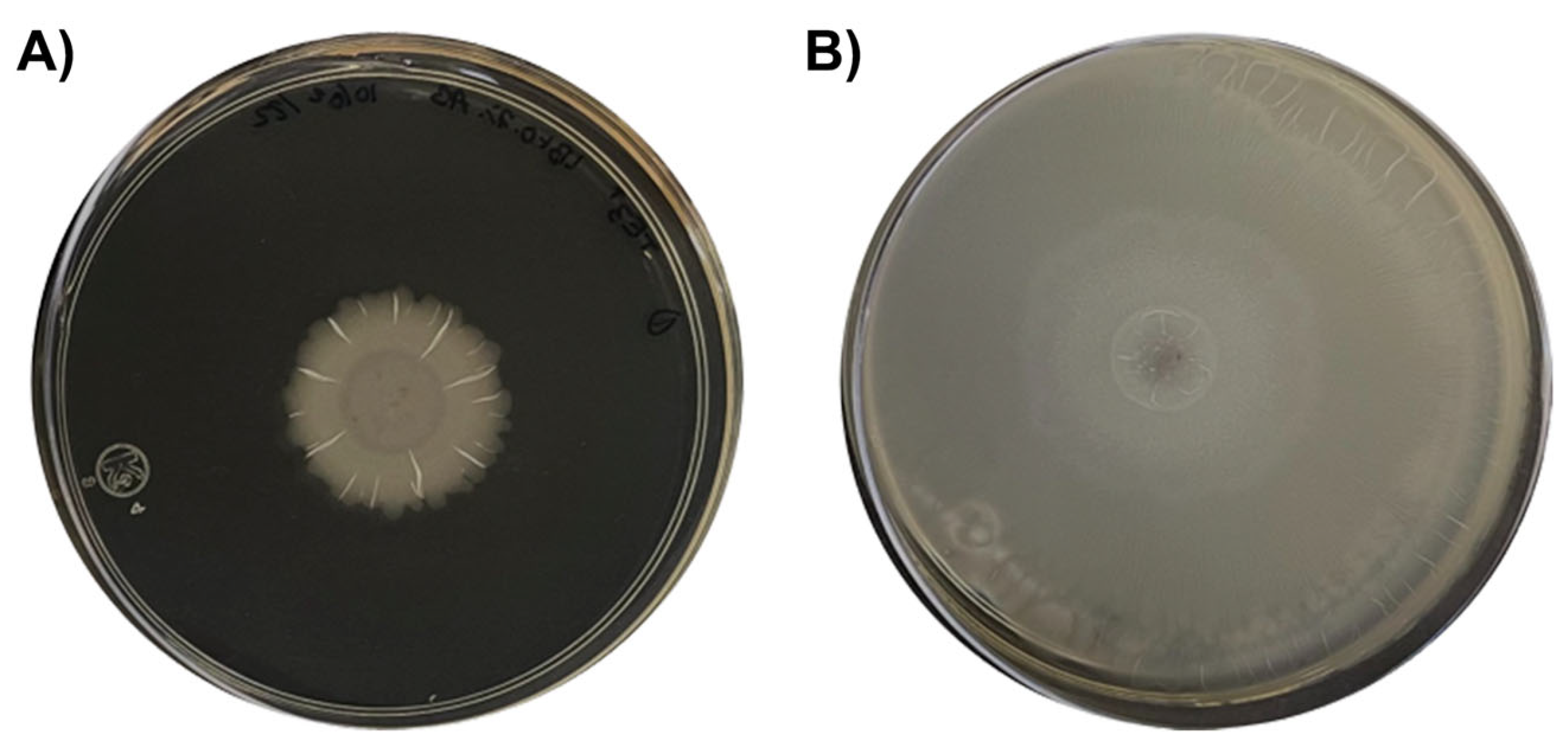 Plants 12 02419 g009 Plants 12 02419 g009