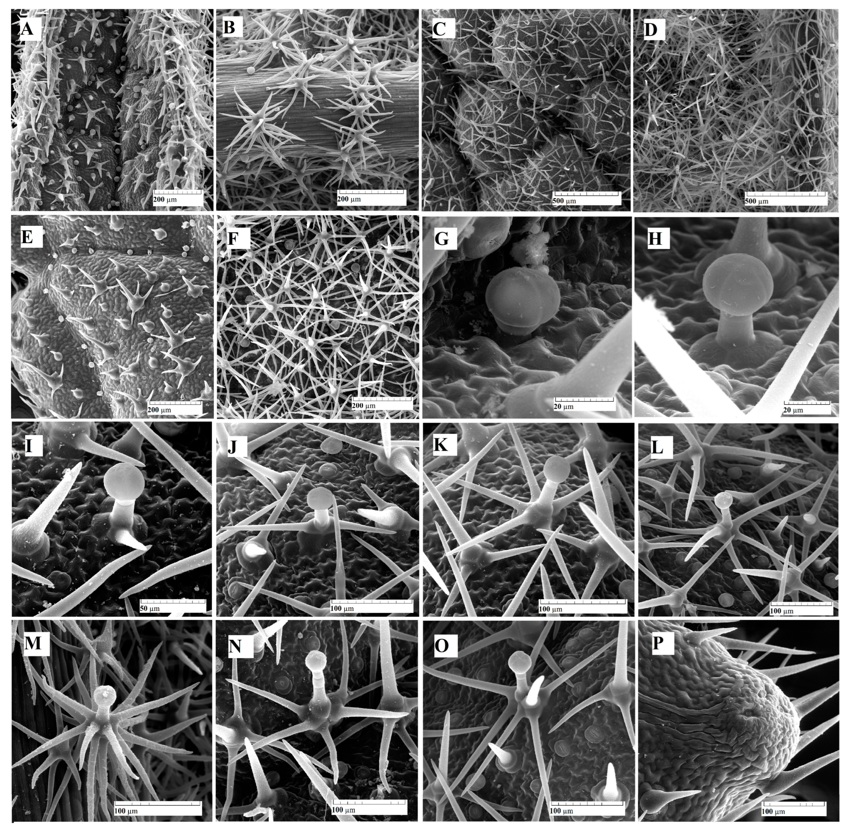 Glandular trichomes of Asteraceae species in light microscopy (b-h, j