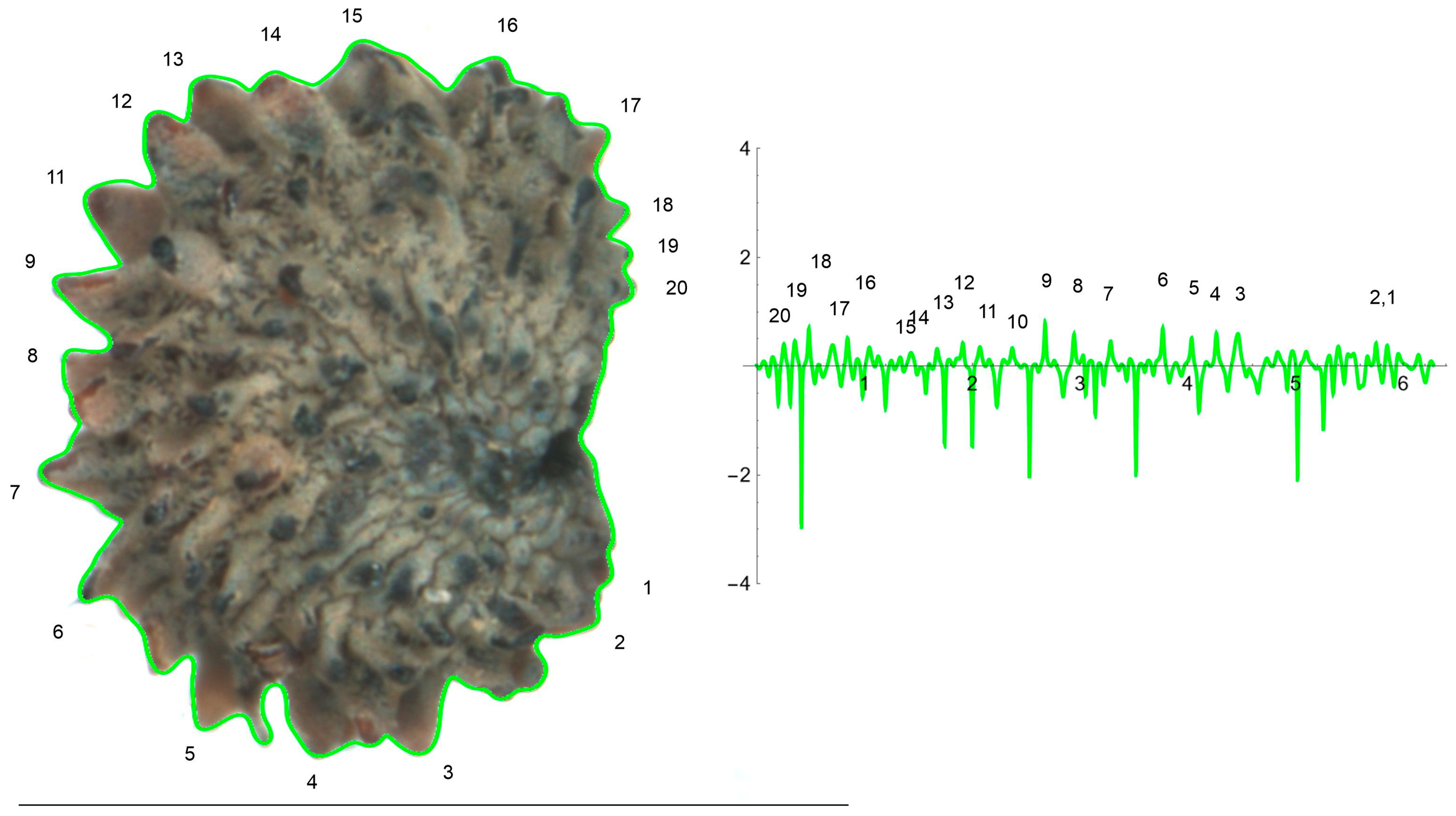 Plants | Free Full-Text | Curvature Analysis of Seed Silhouettes