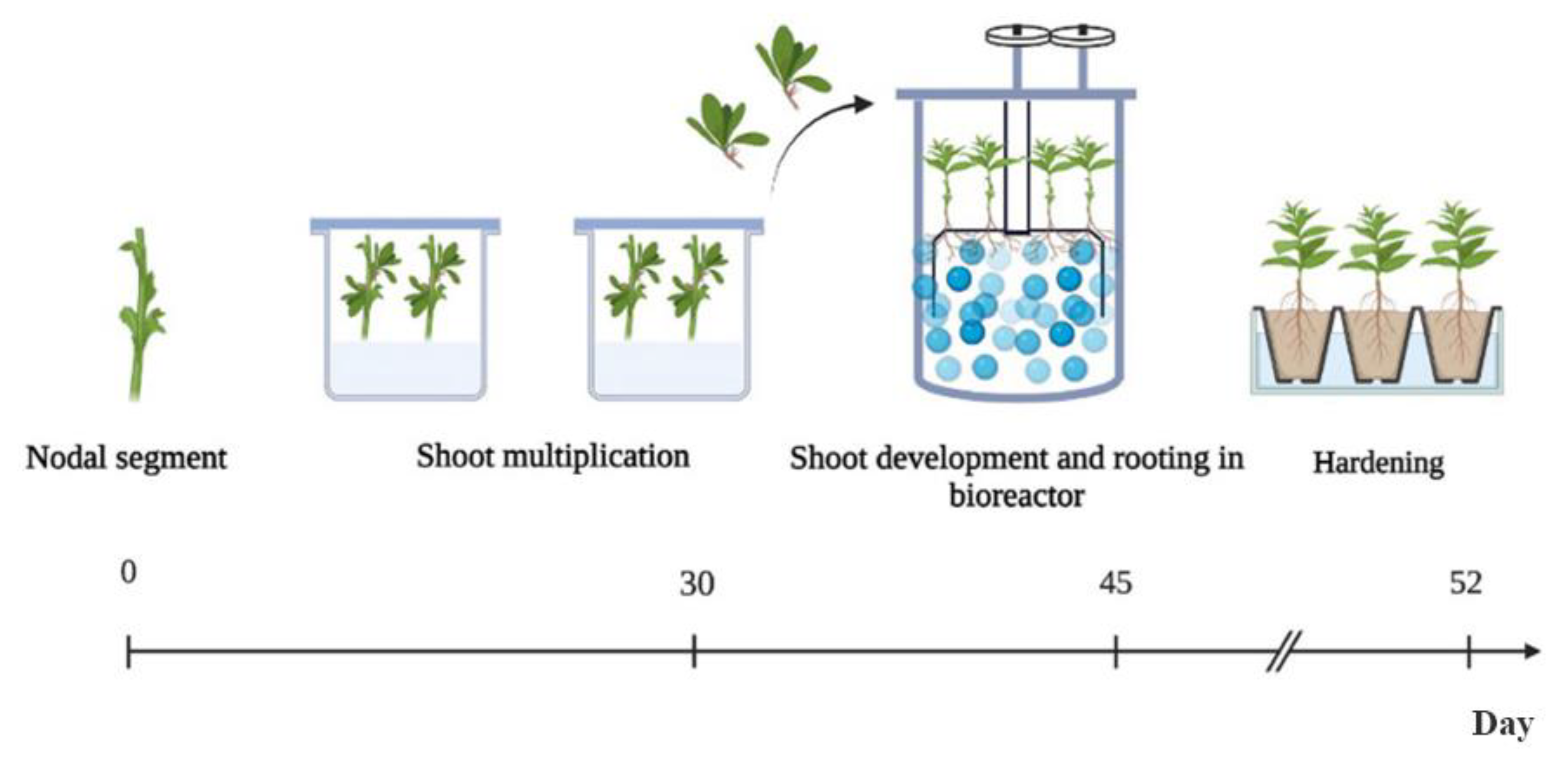 Plants 12 02499 g005