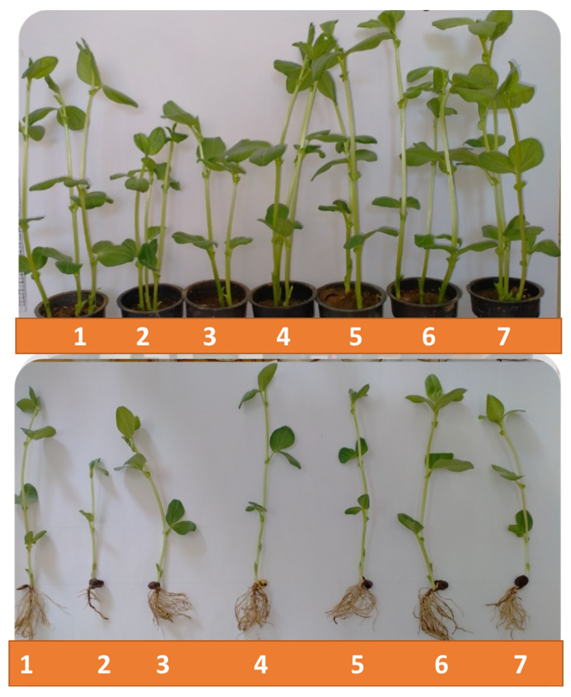 Plants 12 02509 g003 Plants 12 02509 g003