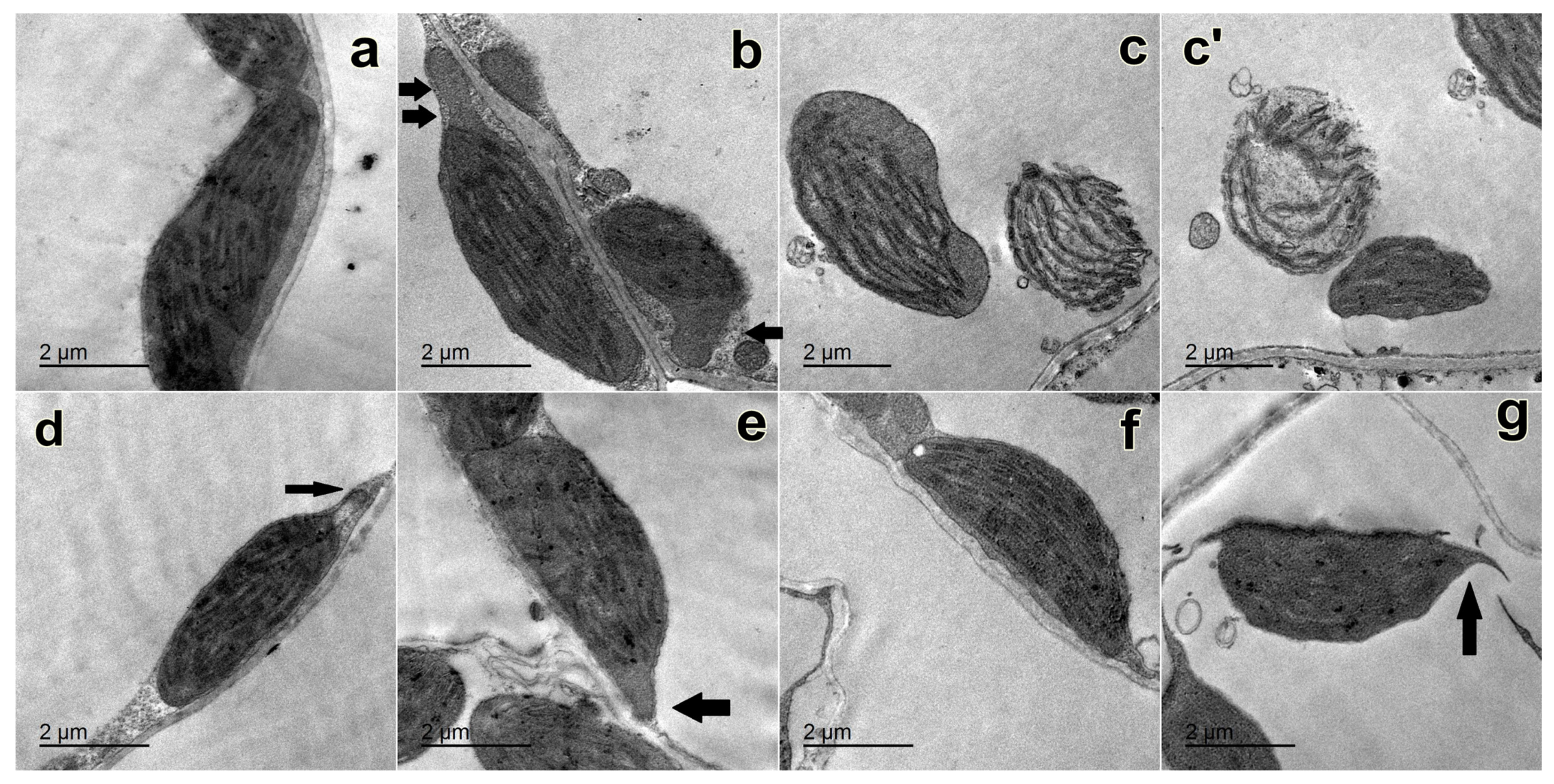 Plants 12 02509 g004 Plants 12 02509 g004