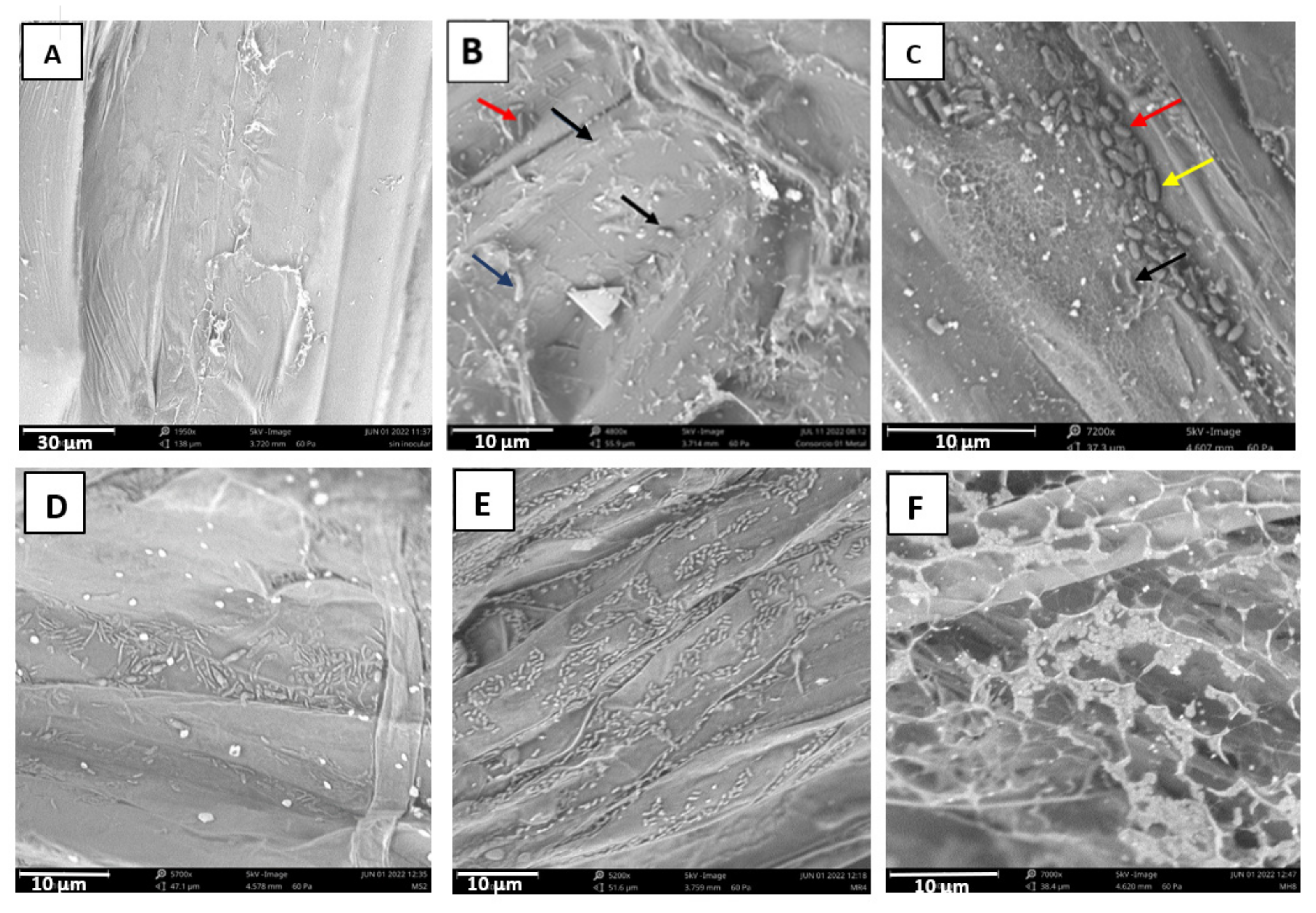 Plants 12 02545 g006 Plants 12 02545 g006