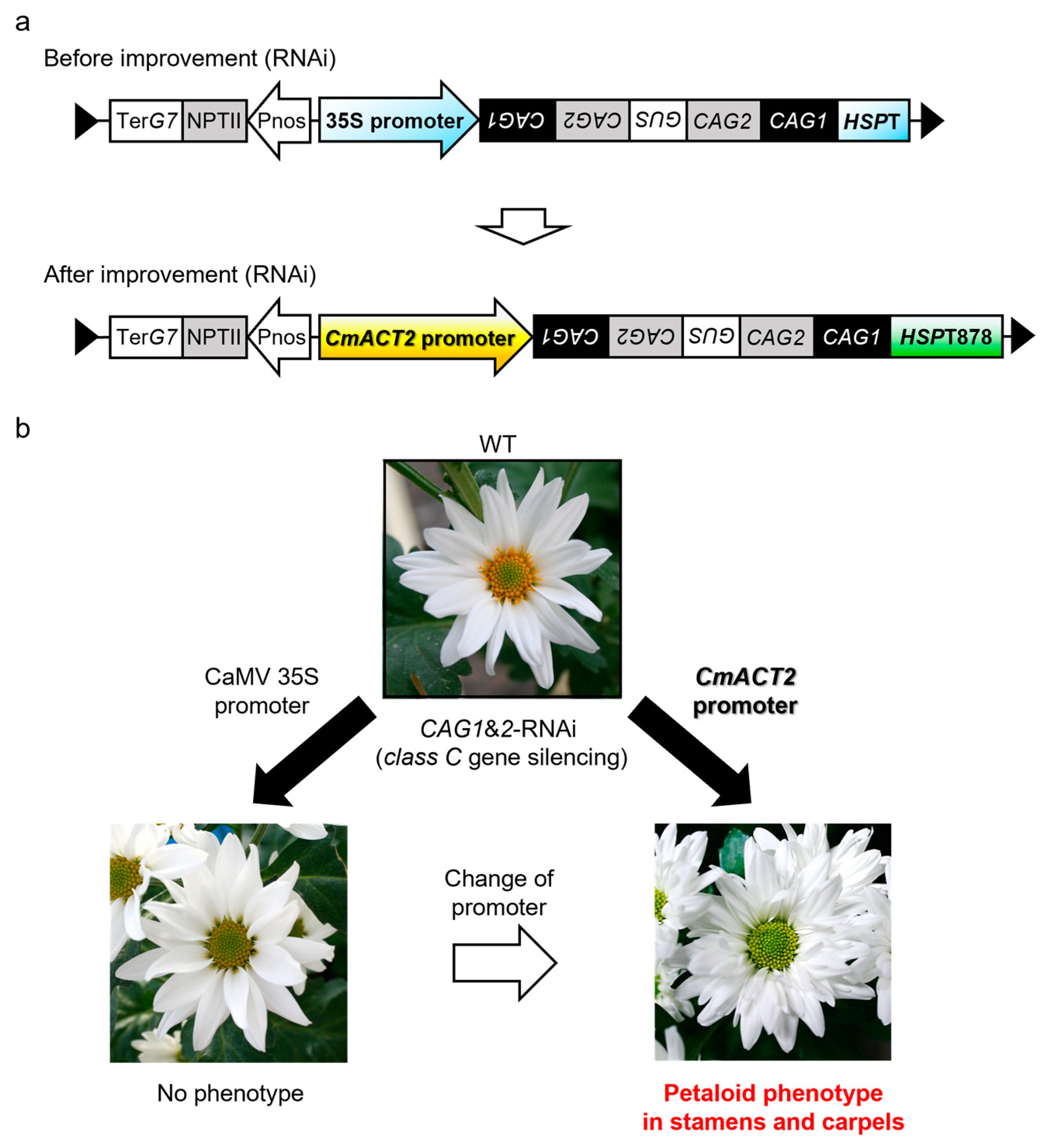 True Blue Chrysanthemum Flowers Produced with Genetic Engineering