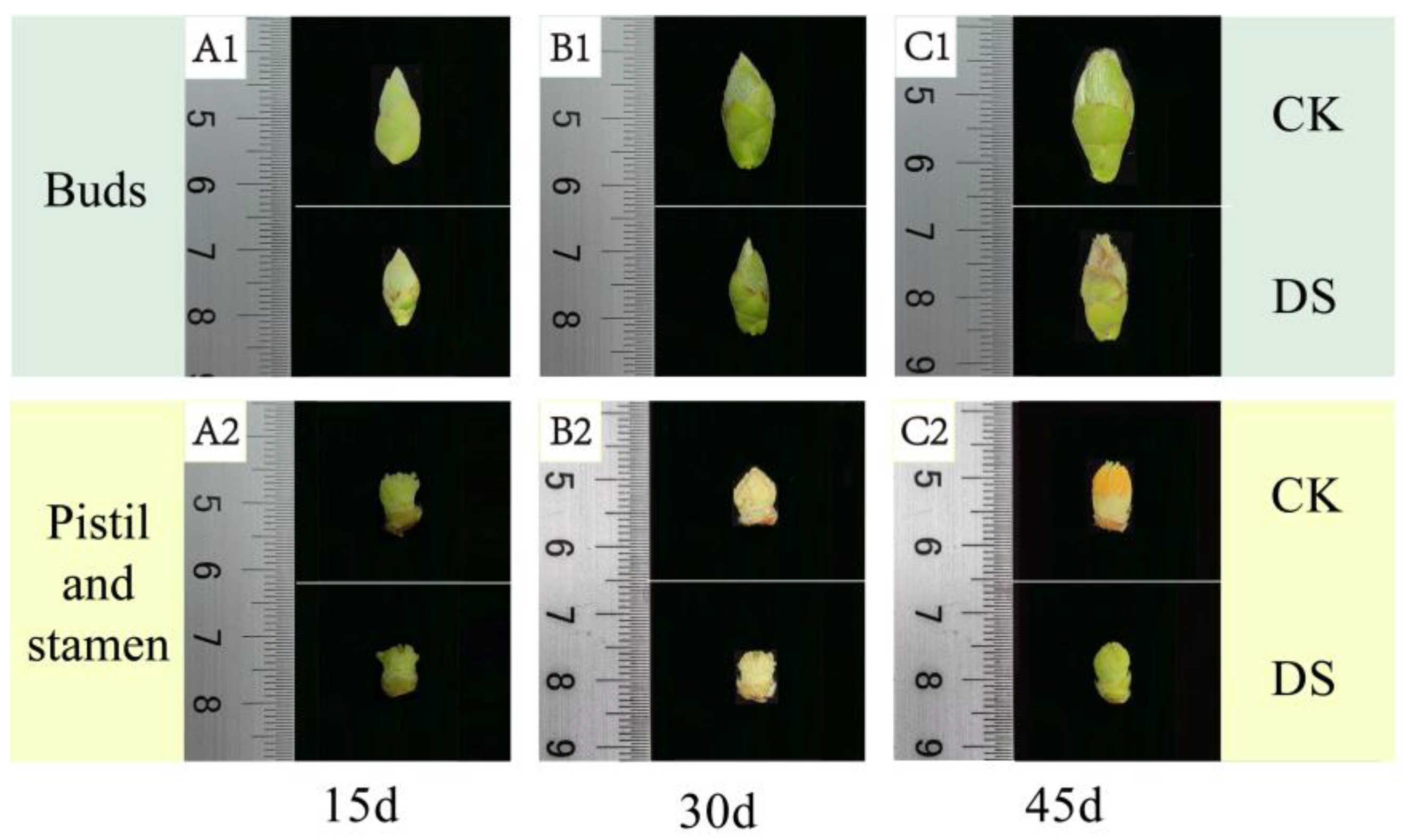 Plants 12 02585 g002 Plants 12 02585 g002