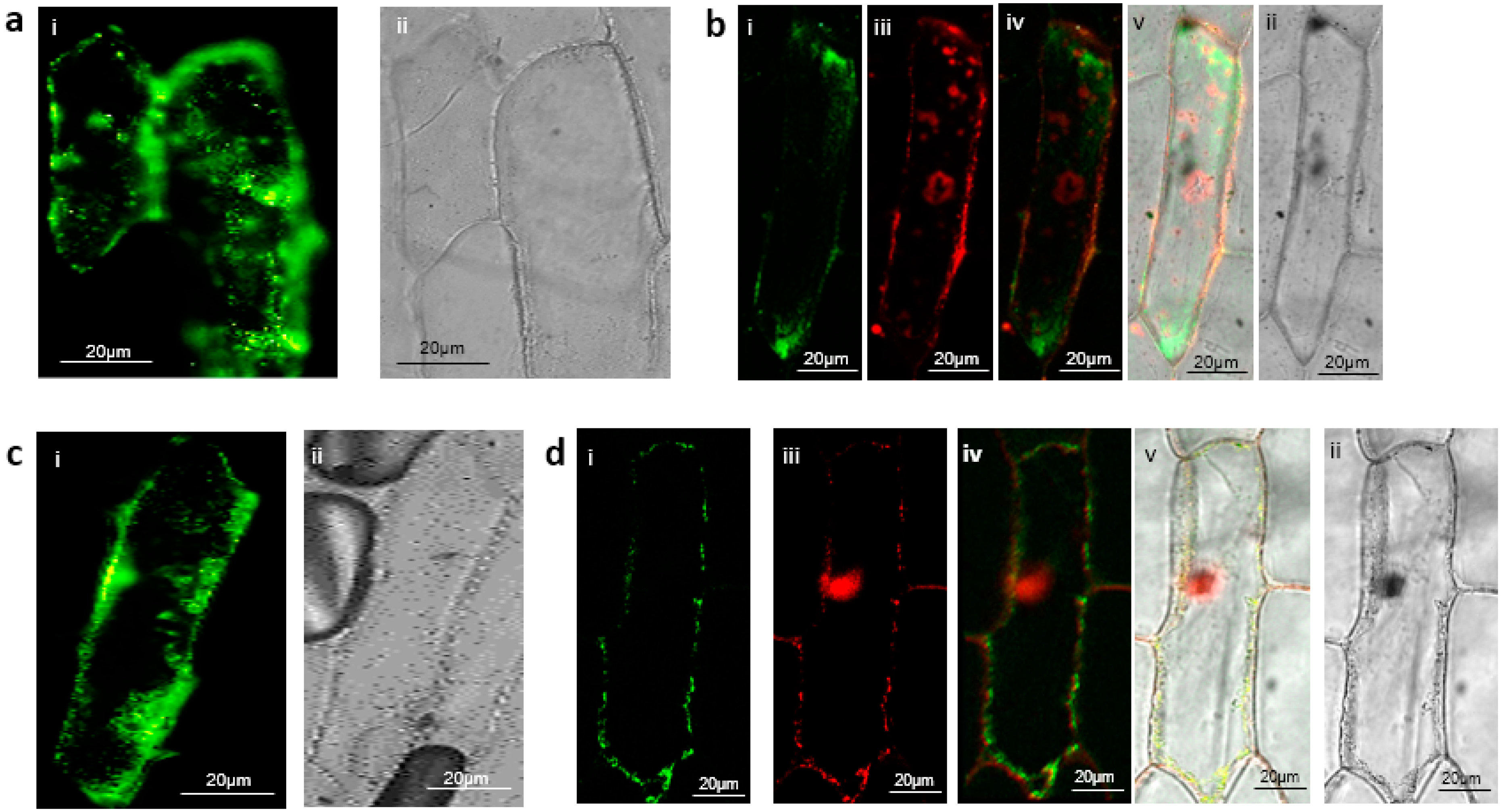 Plants 12 02586 g003 Plants 12 02586 g003