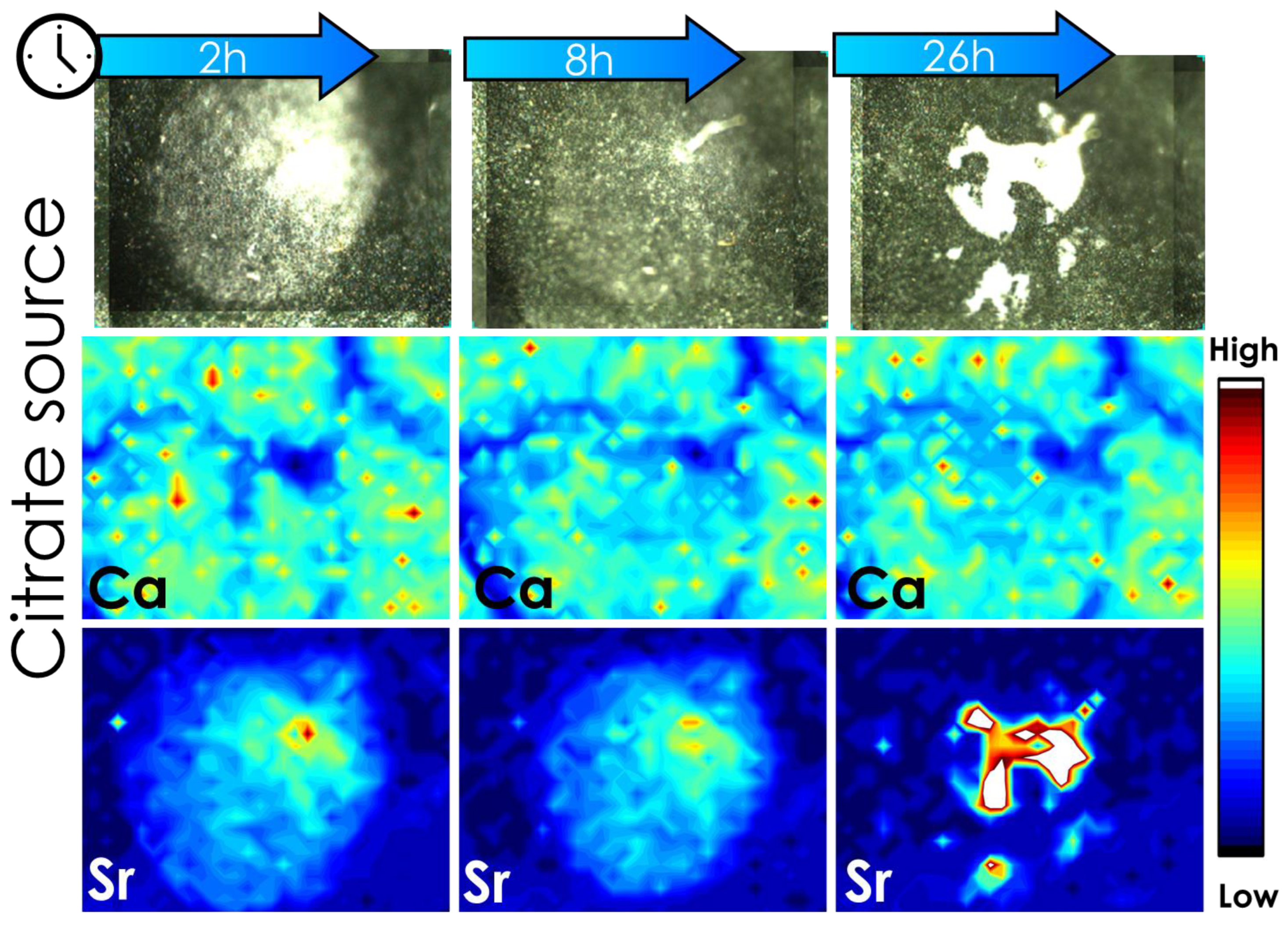 Plants 12 02587 g004 Plants 12 02587 g004