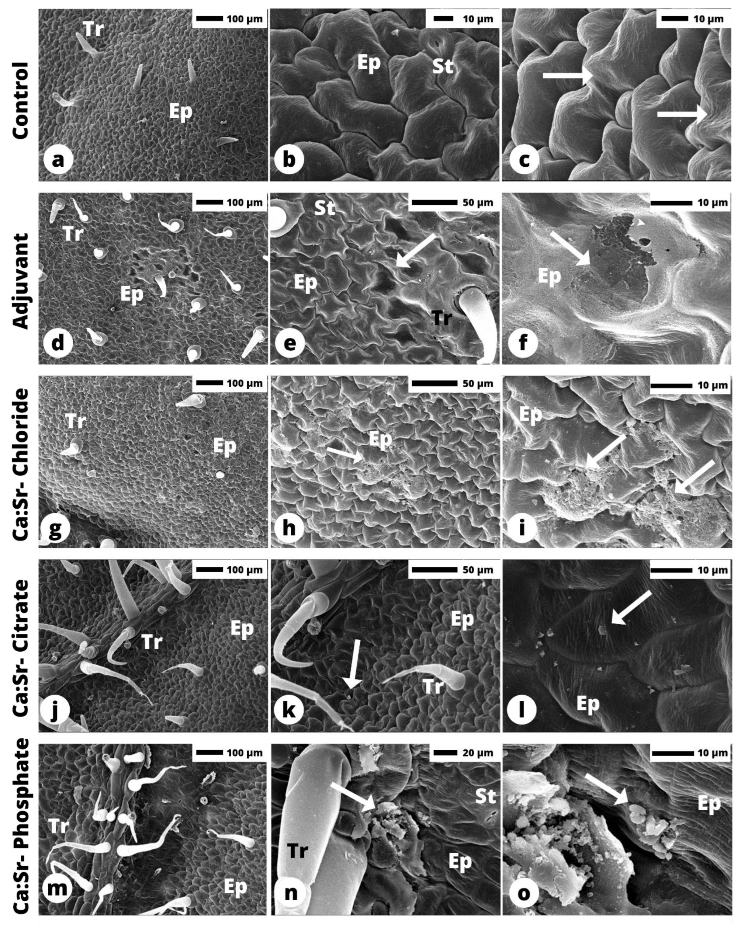 Plants 12 02587 g006 Plants 12 02587 g006