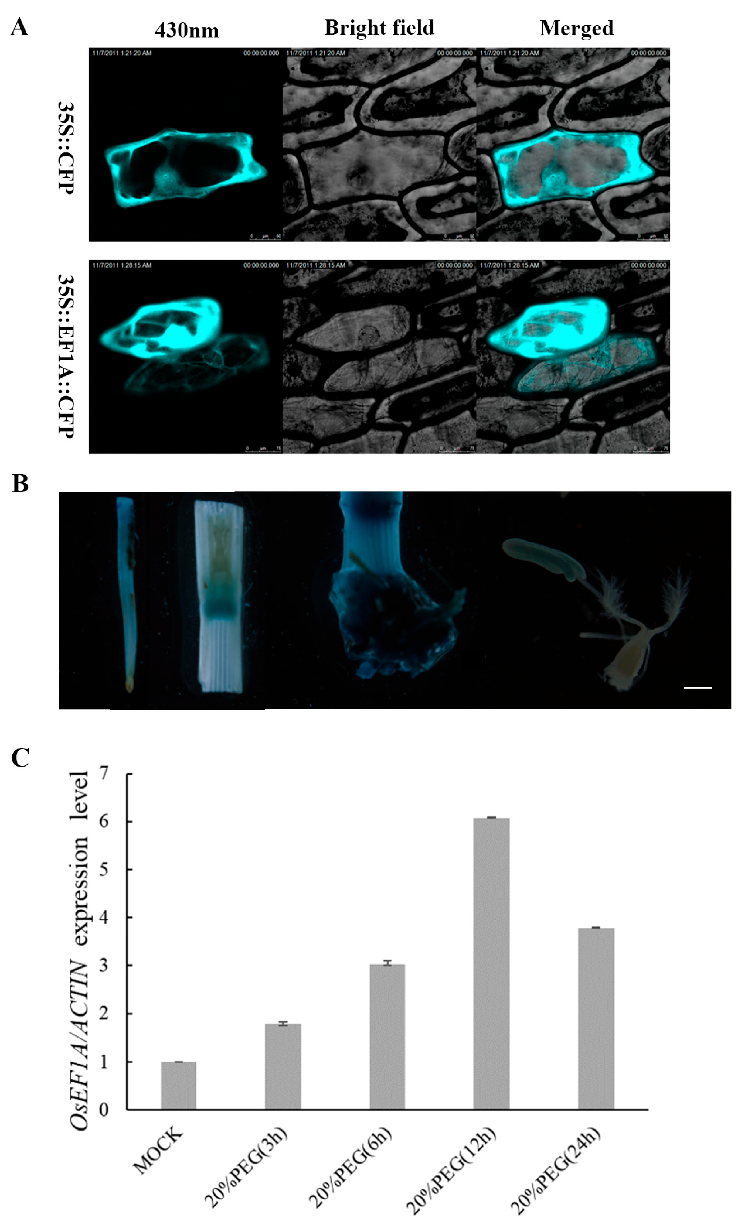 Plants 12 02593 g002