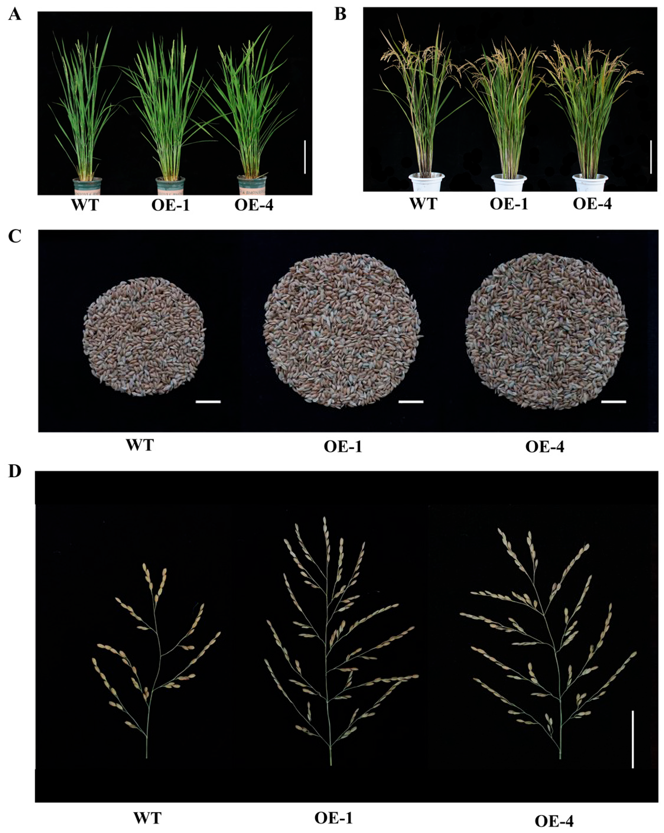 Plants 12 02593 g004