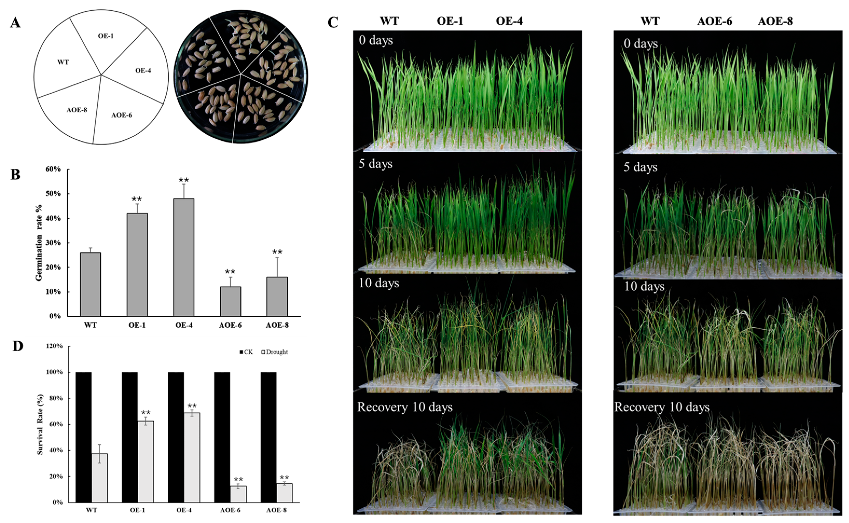 Plants 12 02593 g005
