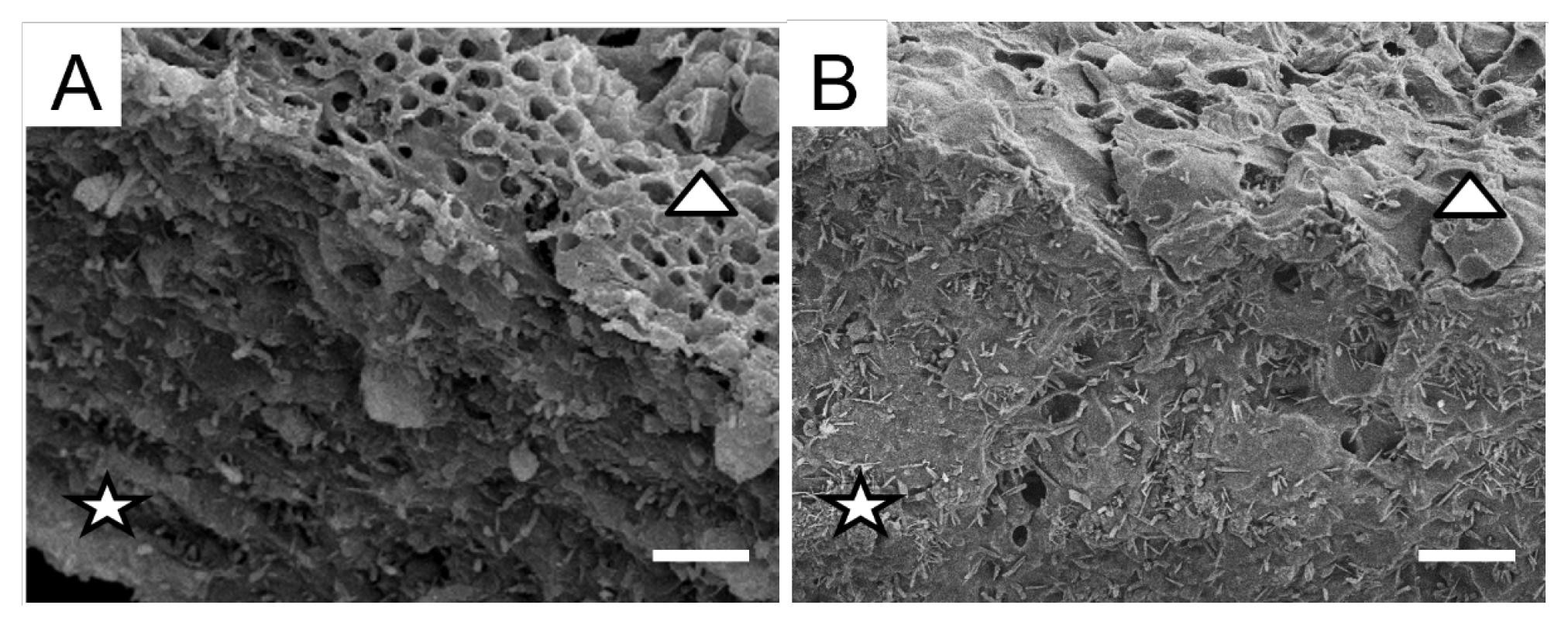 Plants 12 02627 g001 Plants 12 02627 g001