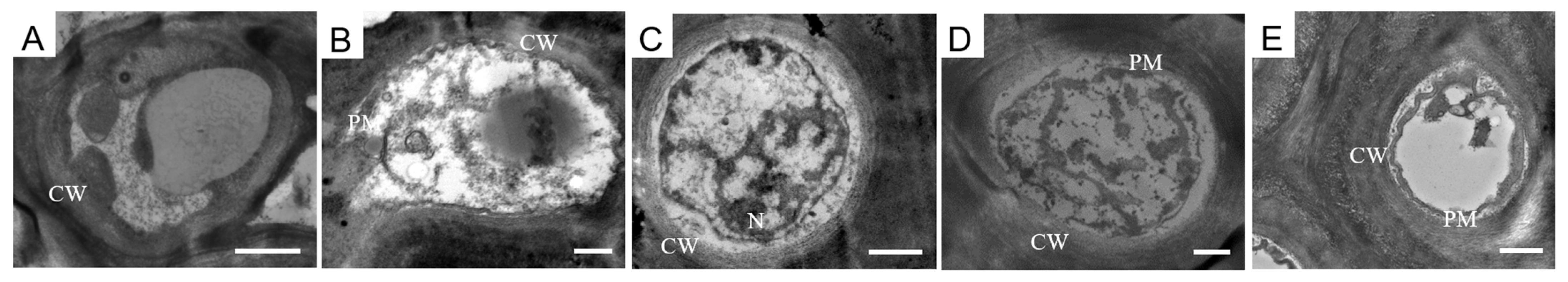 Plants 12 02627 g006 Plants 12 02627 g006