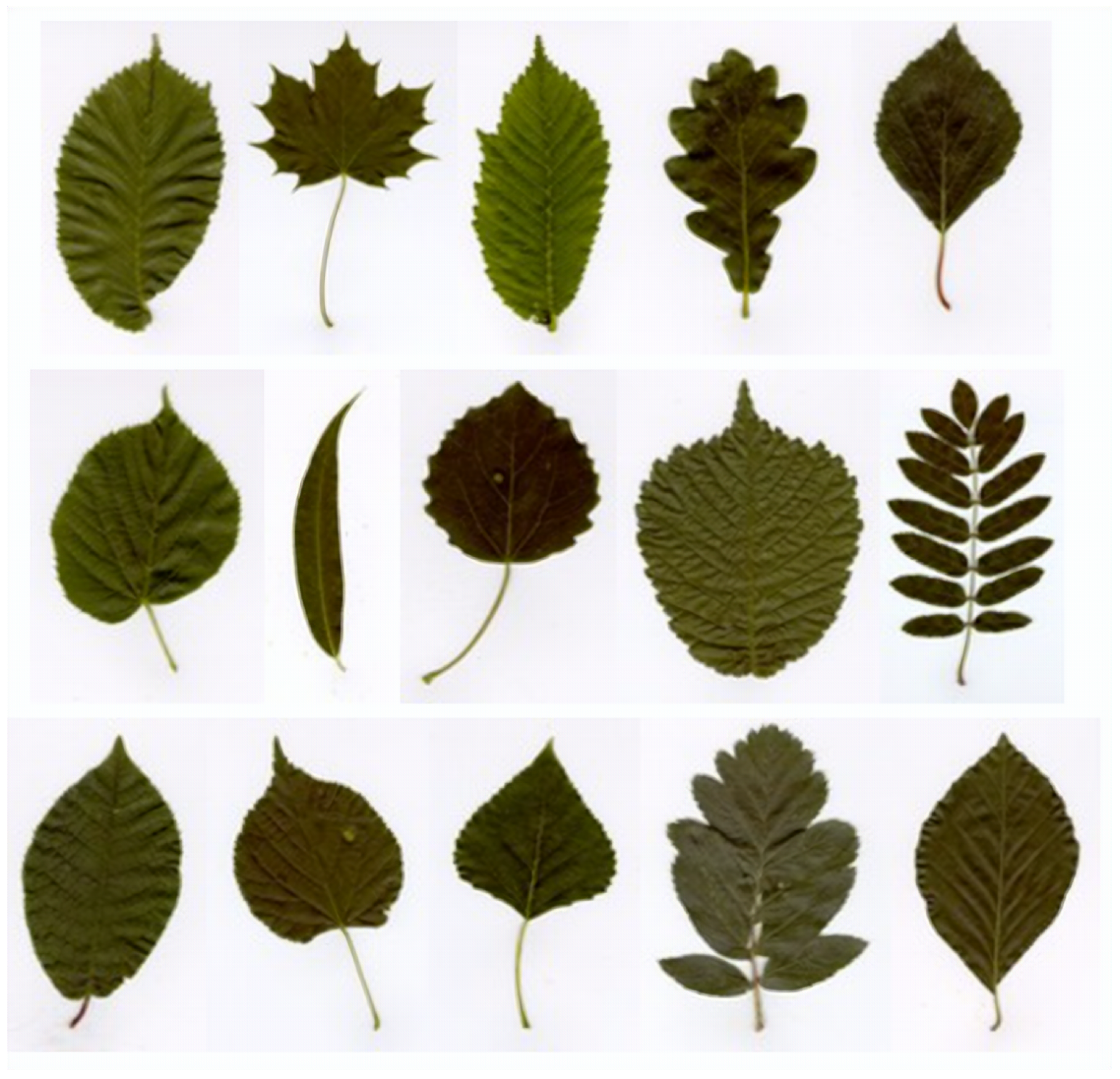 Plants 12 02642 g004 Plants 12 02642 g004