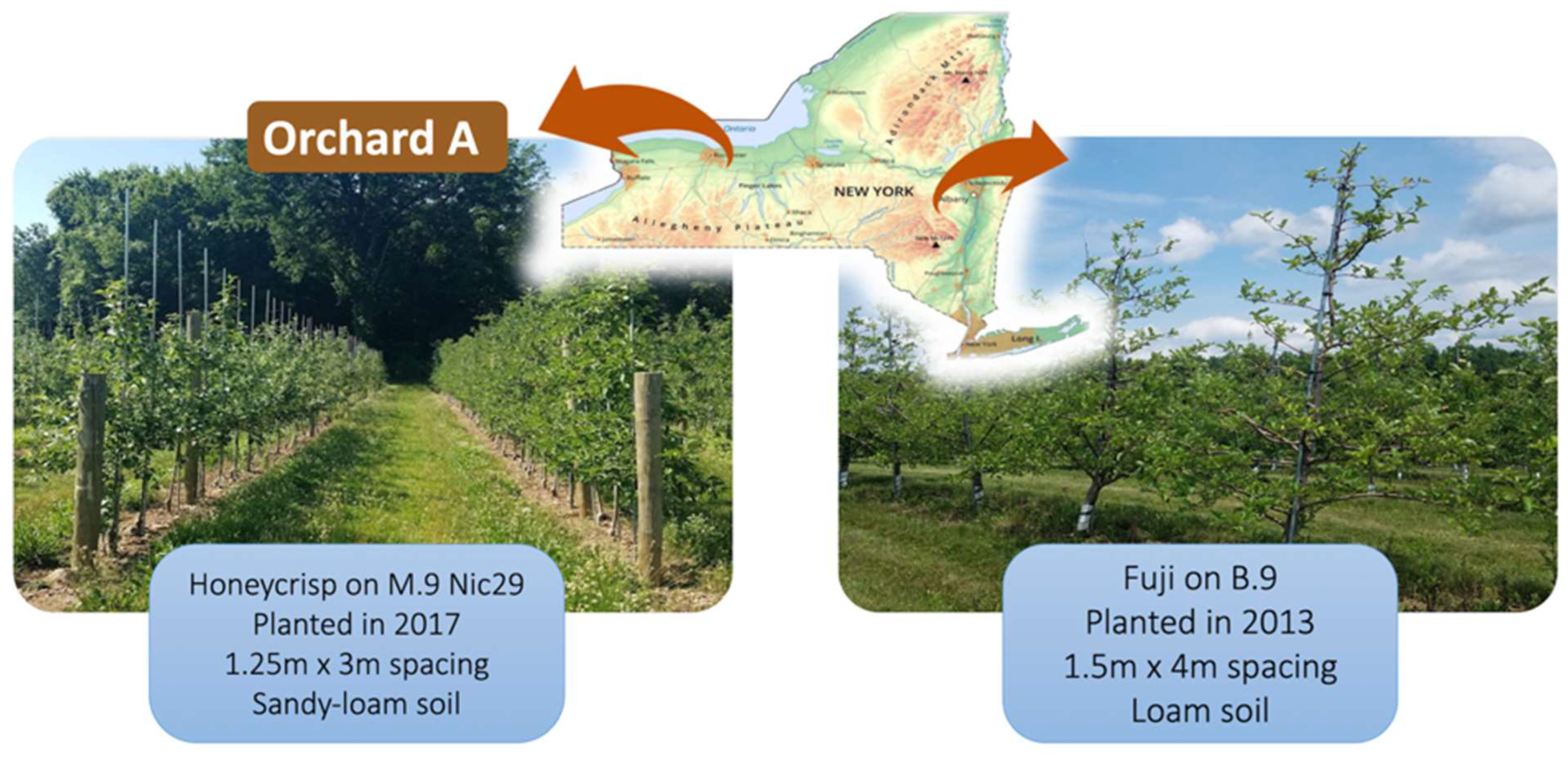 https://www.mdpi.com/plants/plants-12-02644/article_deploy/html/images/plants-12-02644-g005.png