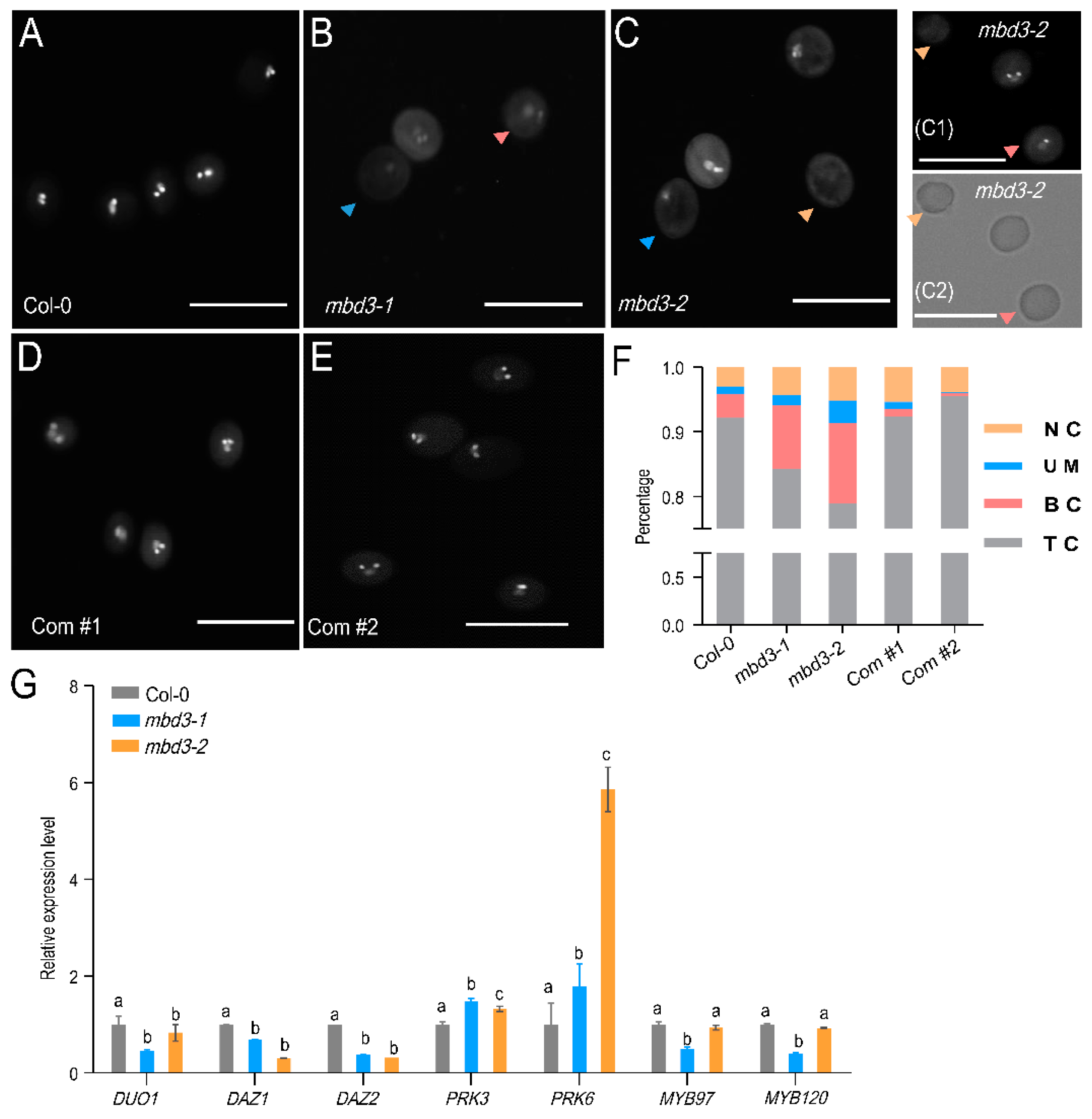 Plants 12 02654 g004