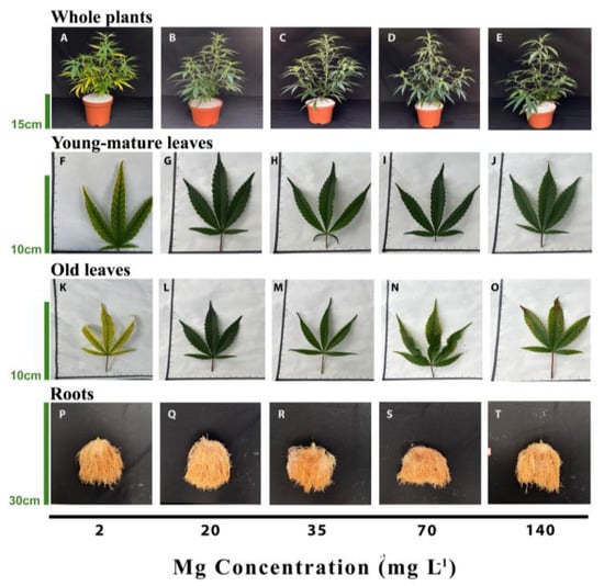 https://www.mdpi.com/plants/plants-12-02676/article_deploy/html/images/plants-12-02676-g001-550.jpg