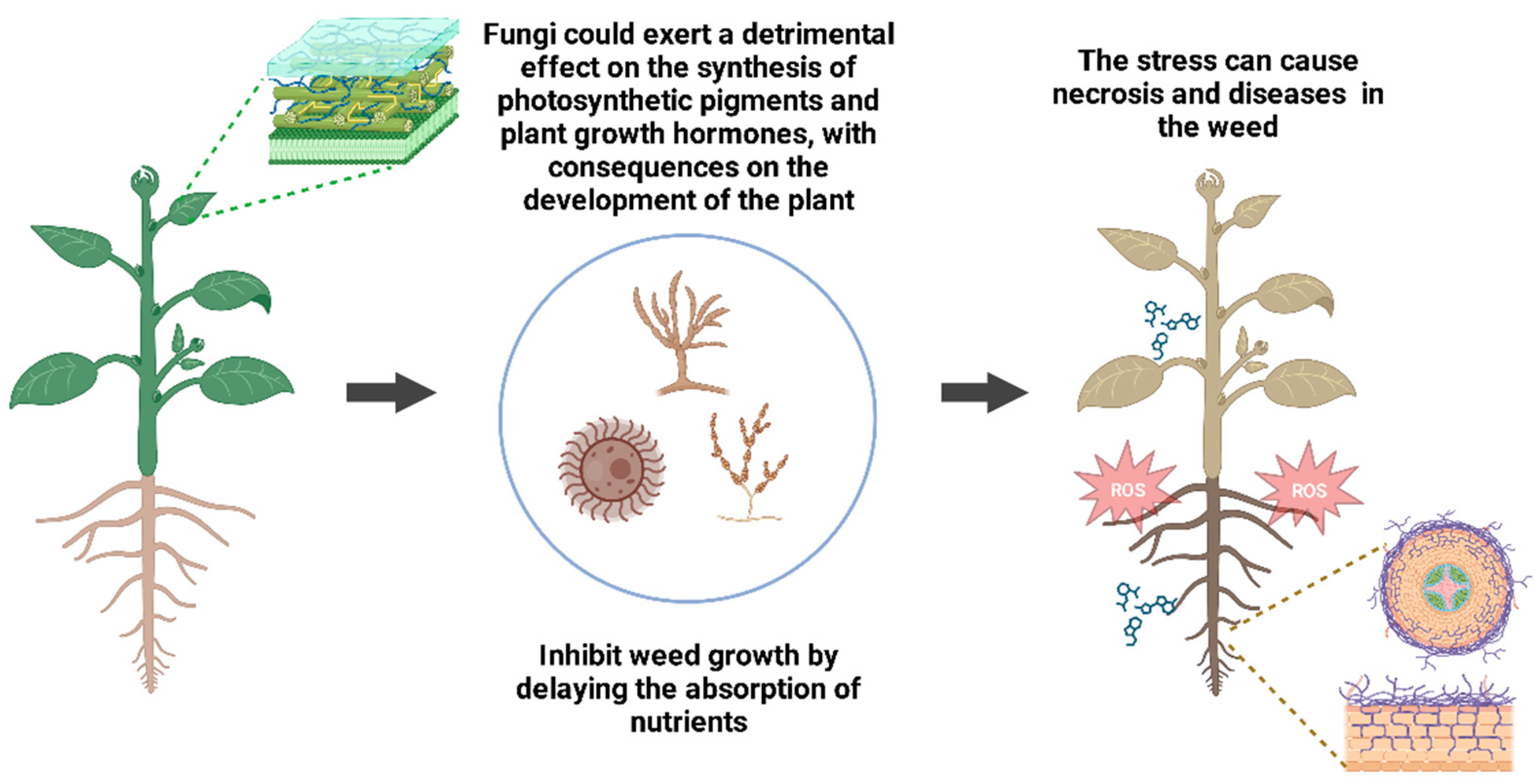 Plants 12 02688 g002 Plants 12 02688 g002