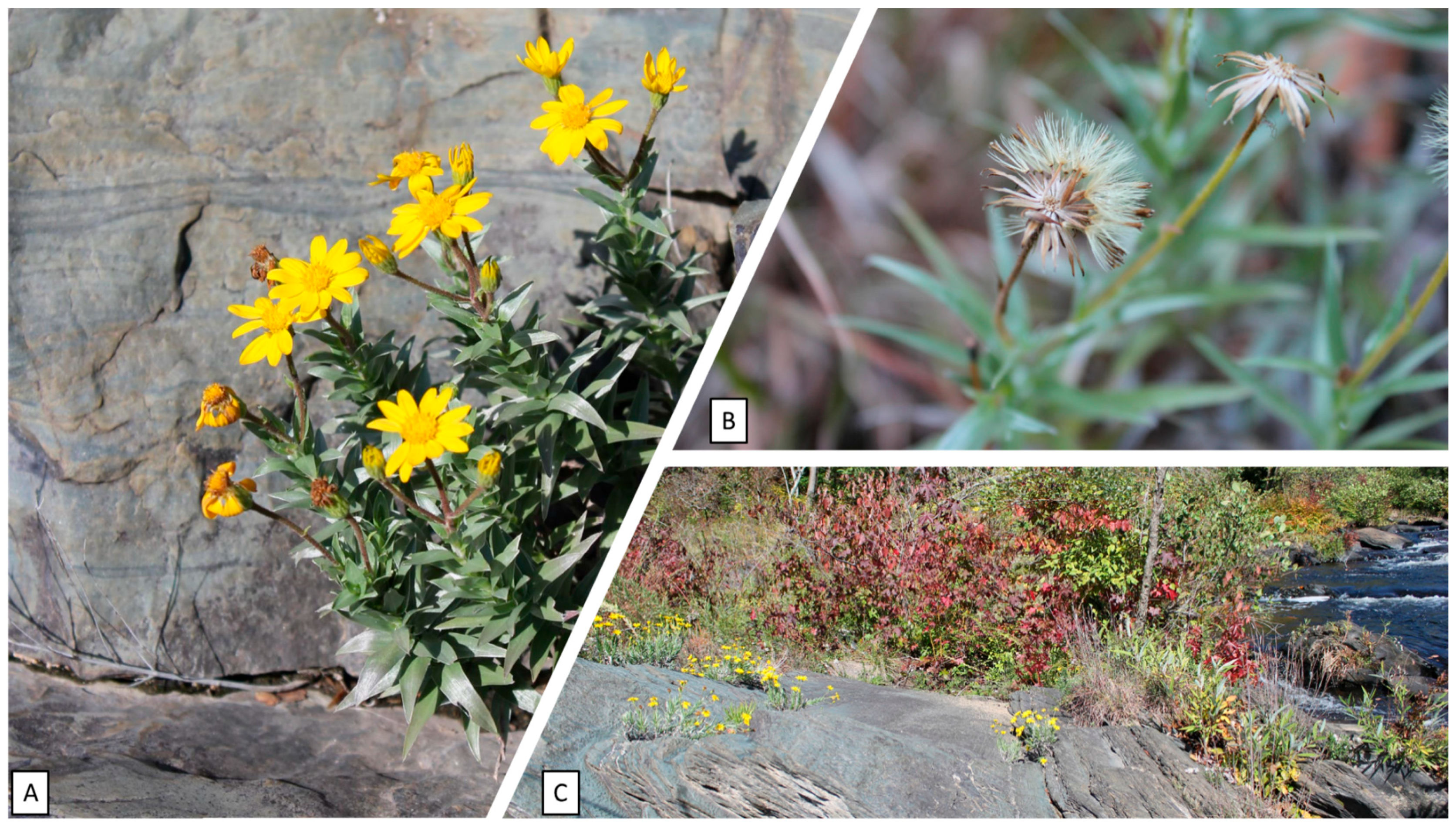 Plants 12 02693 g002 Plants 12 02693 g002