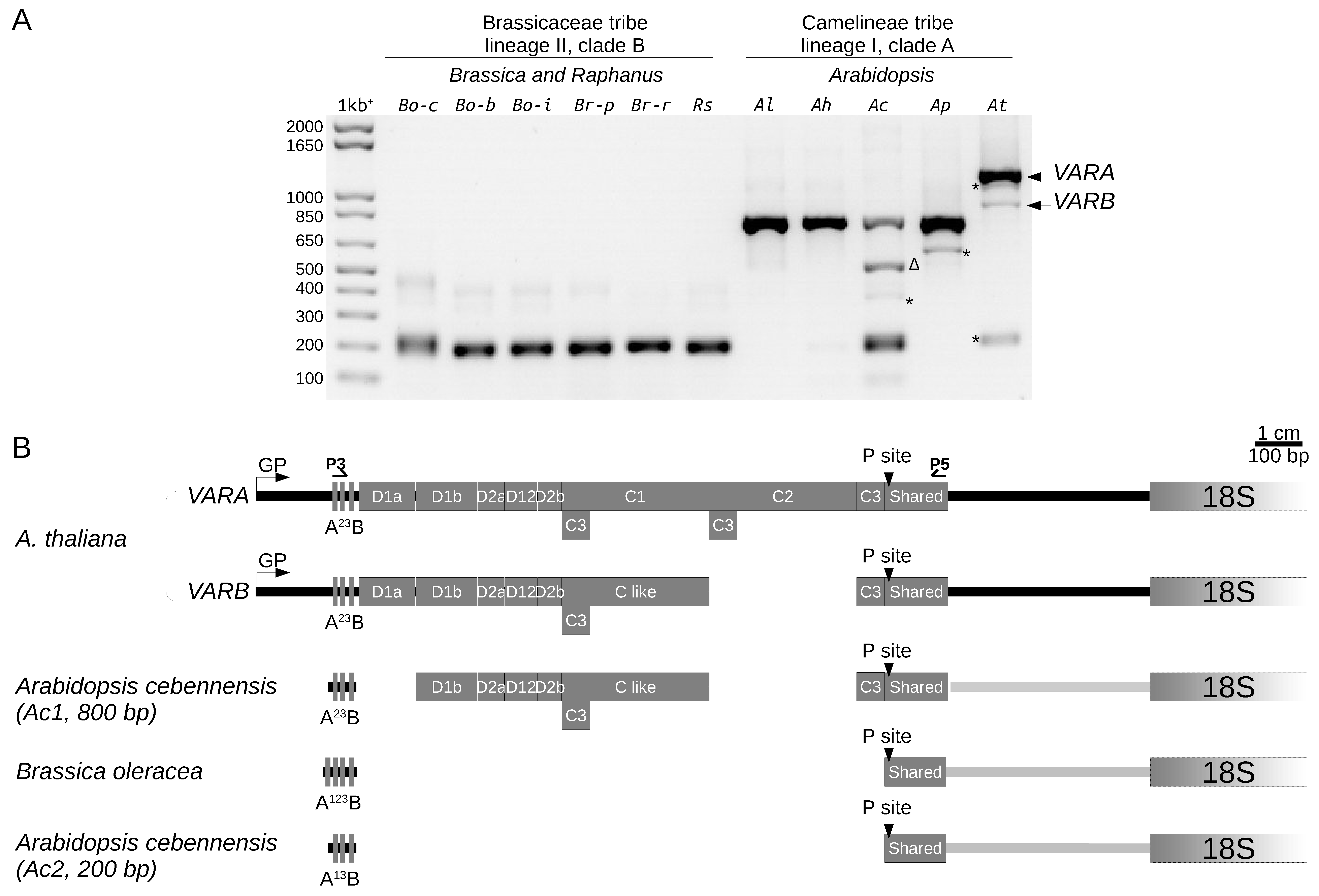 Plants 12 02722 g007 Plants 12 02722 g007