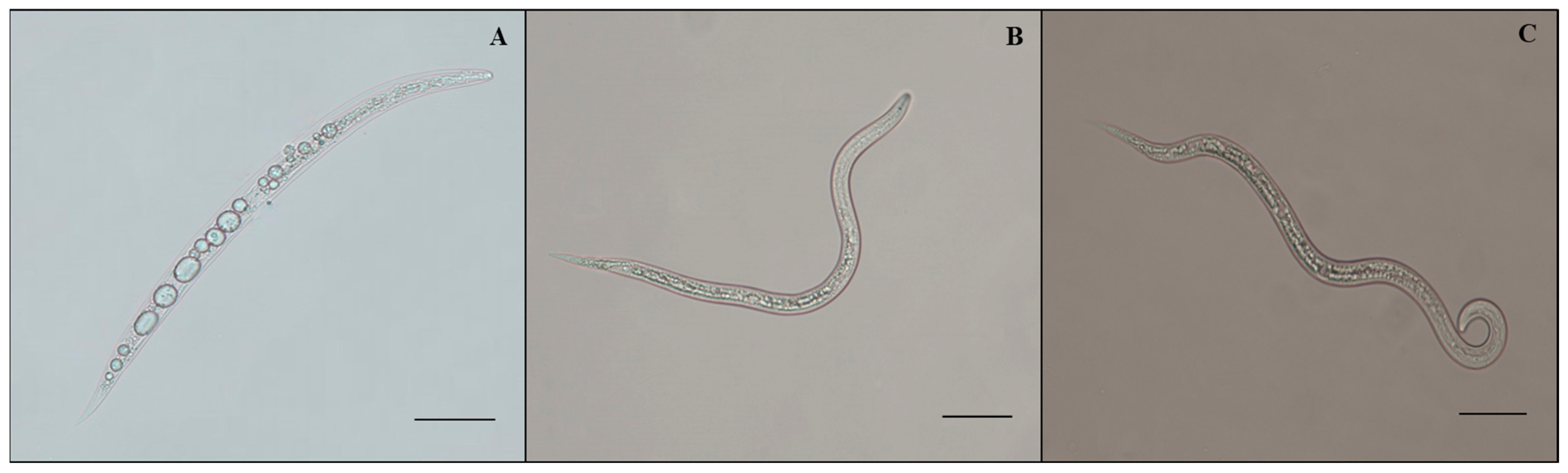 Plants 12 02724 g001 Plants 12 02724 g001