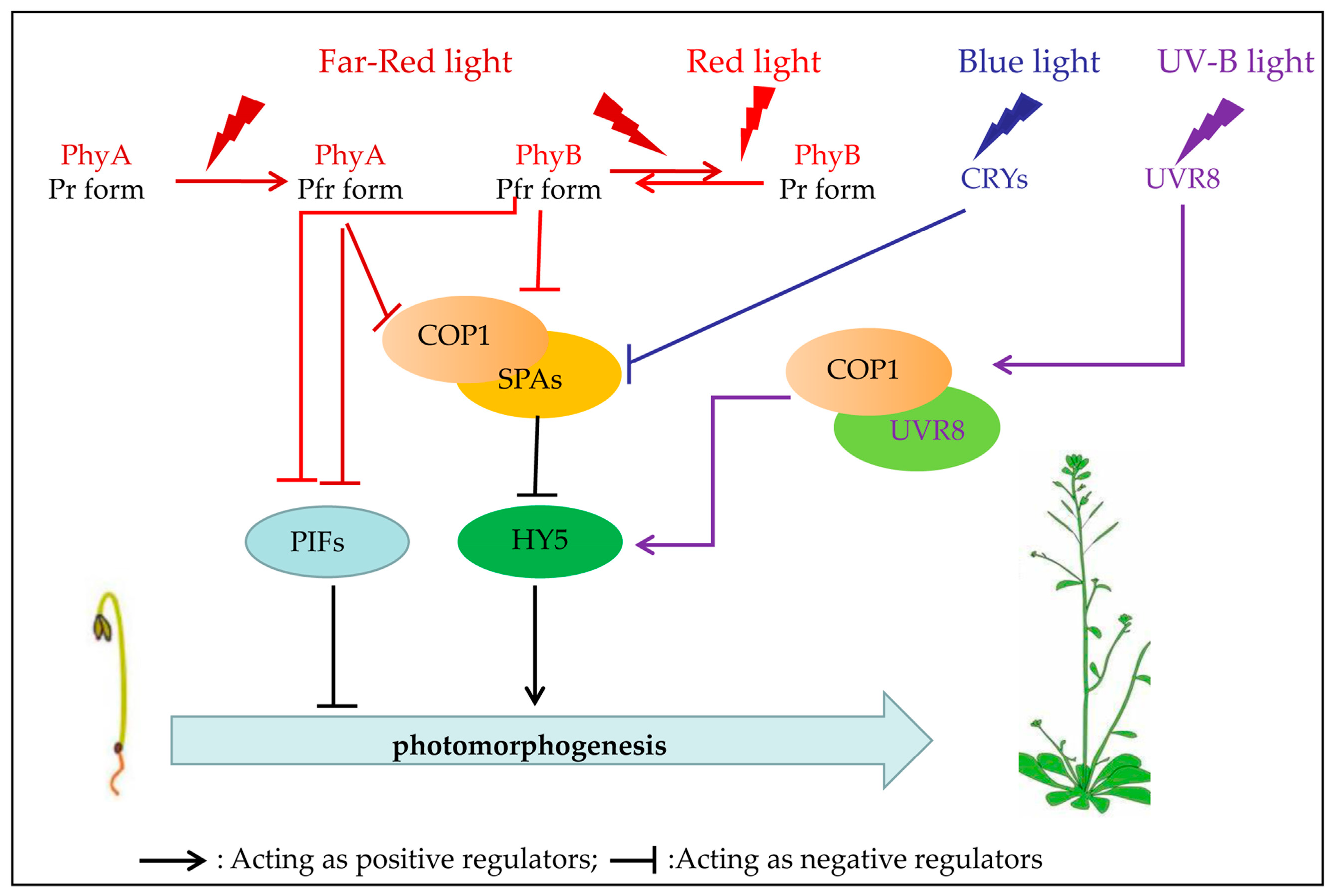 Plants Free Full Text The Role of Light Quality in Regulating