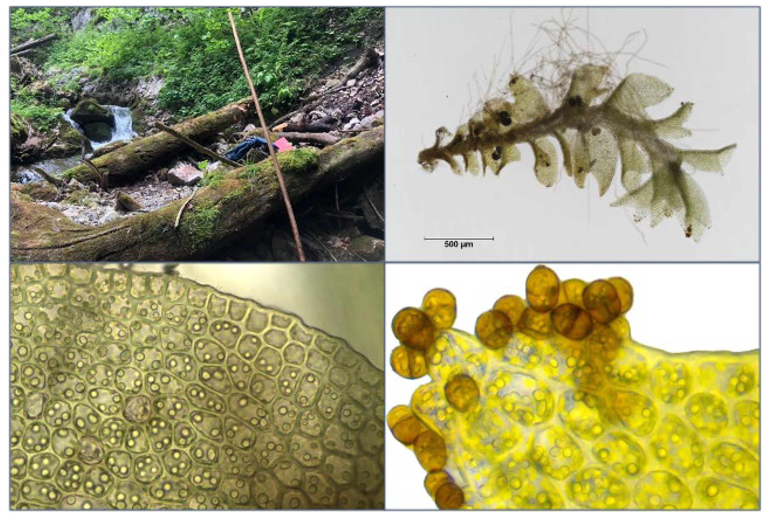 Plants 12 02753 g006 Plants 12 02753 g006