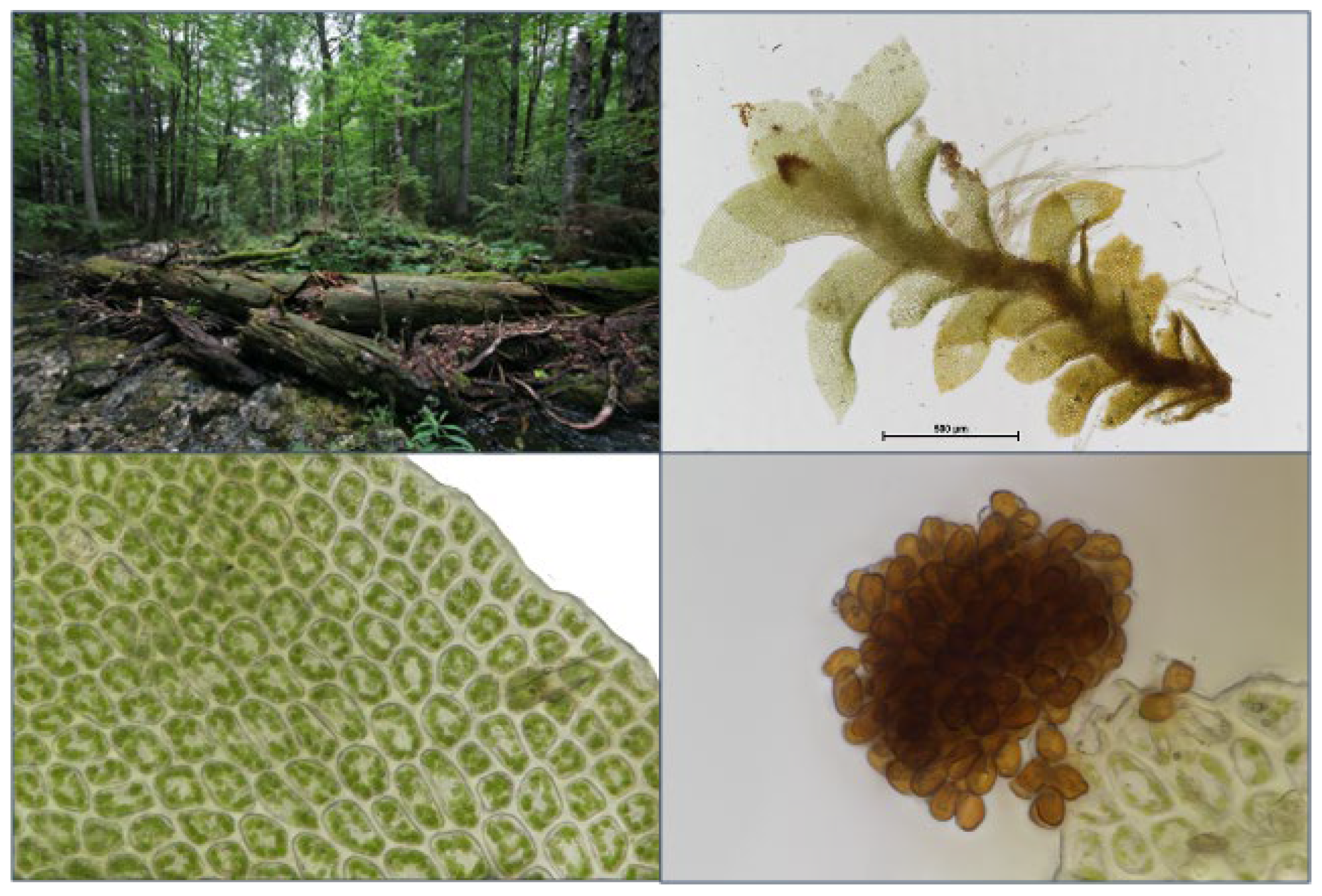 Plants 12 02753 g007 Plants 12 02753 g007