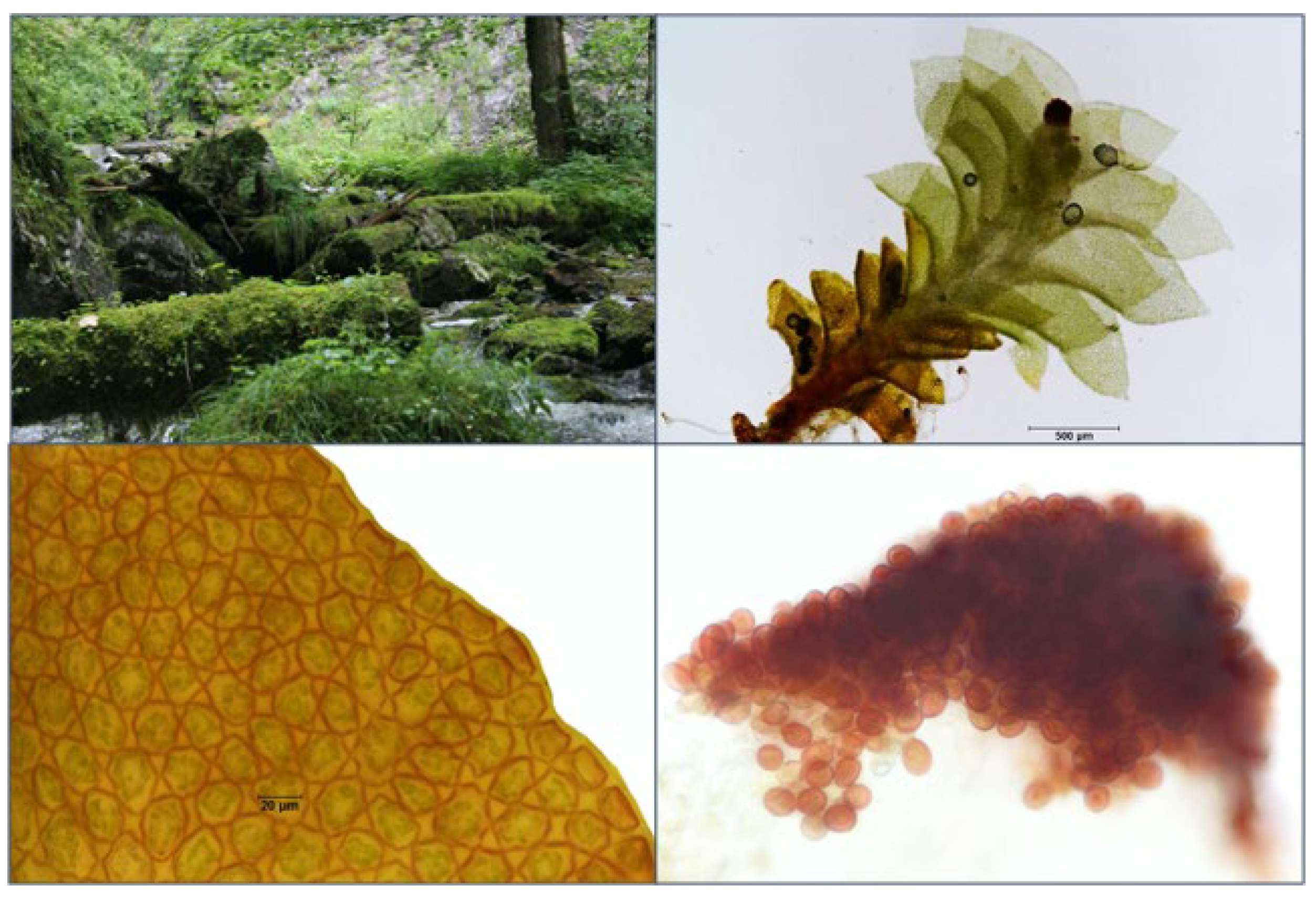 Plants 12 02753 g008 Plants 12 02753 g008