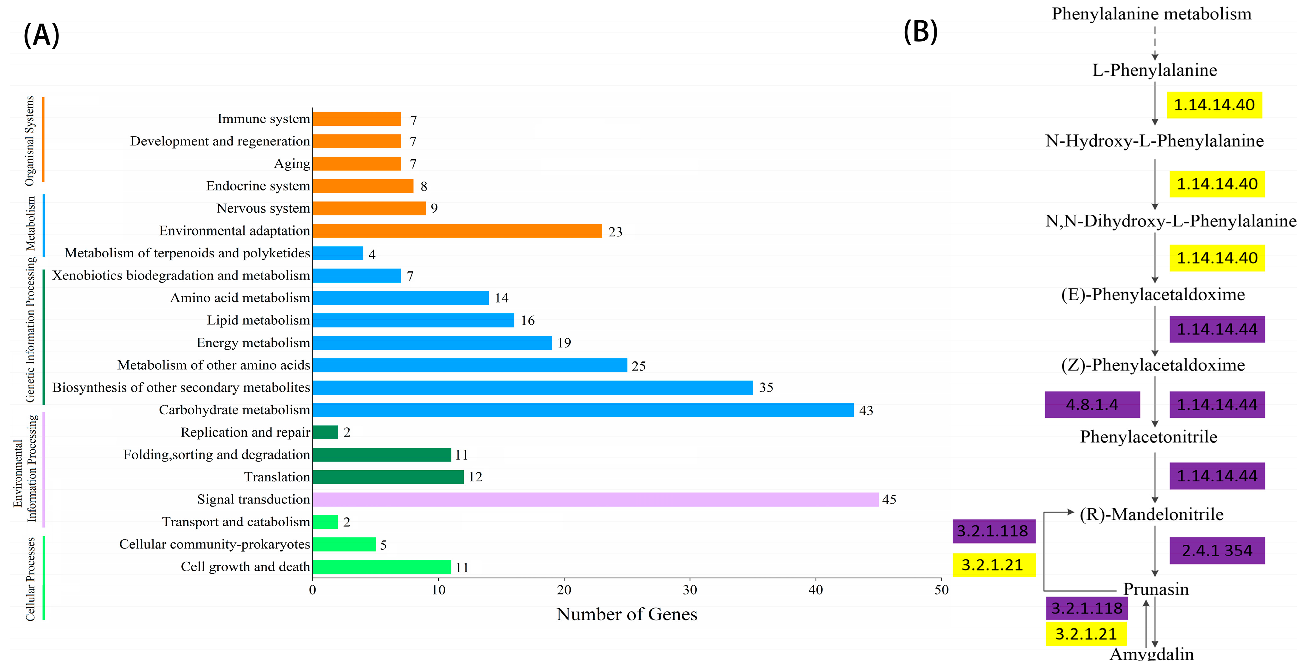 Blue genome: chromosome‐scale genome reveals the evolutionary and molecular  basis of indigo biosynthesis in Strobilanthes cusia - Xu - 2020 - The Plant  Journal - Wiley Online Library