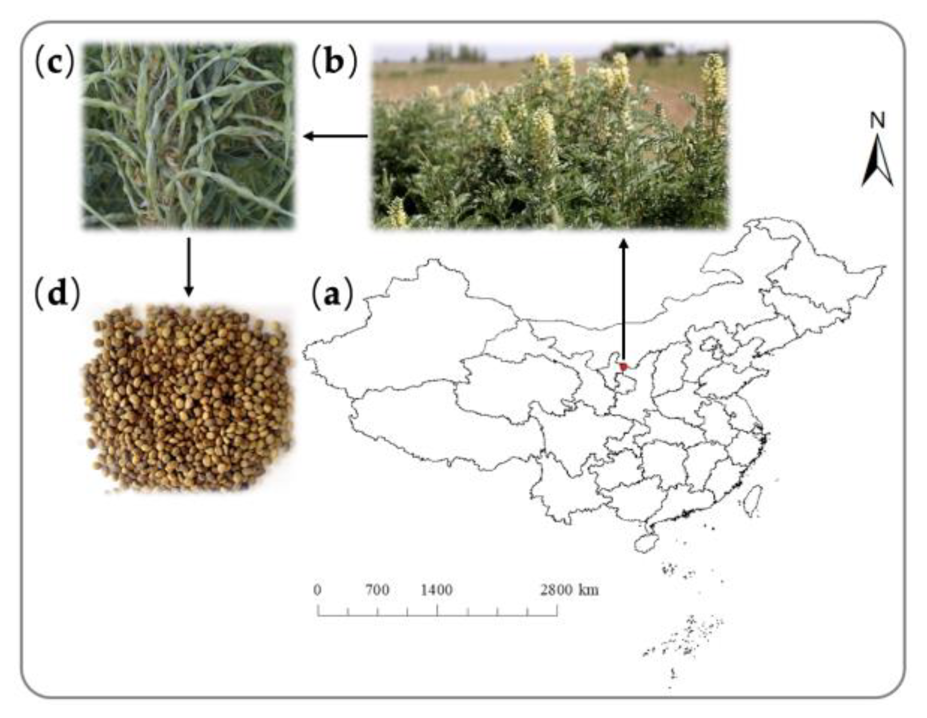 Plants 12 02766 g002 Plants 12 02766 g002