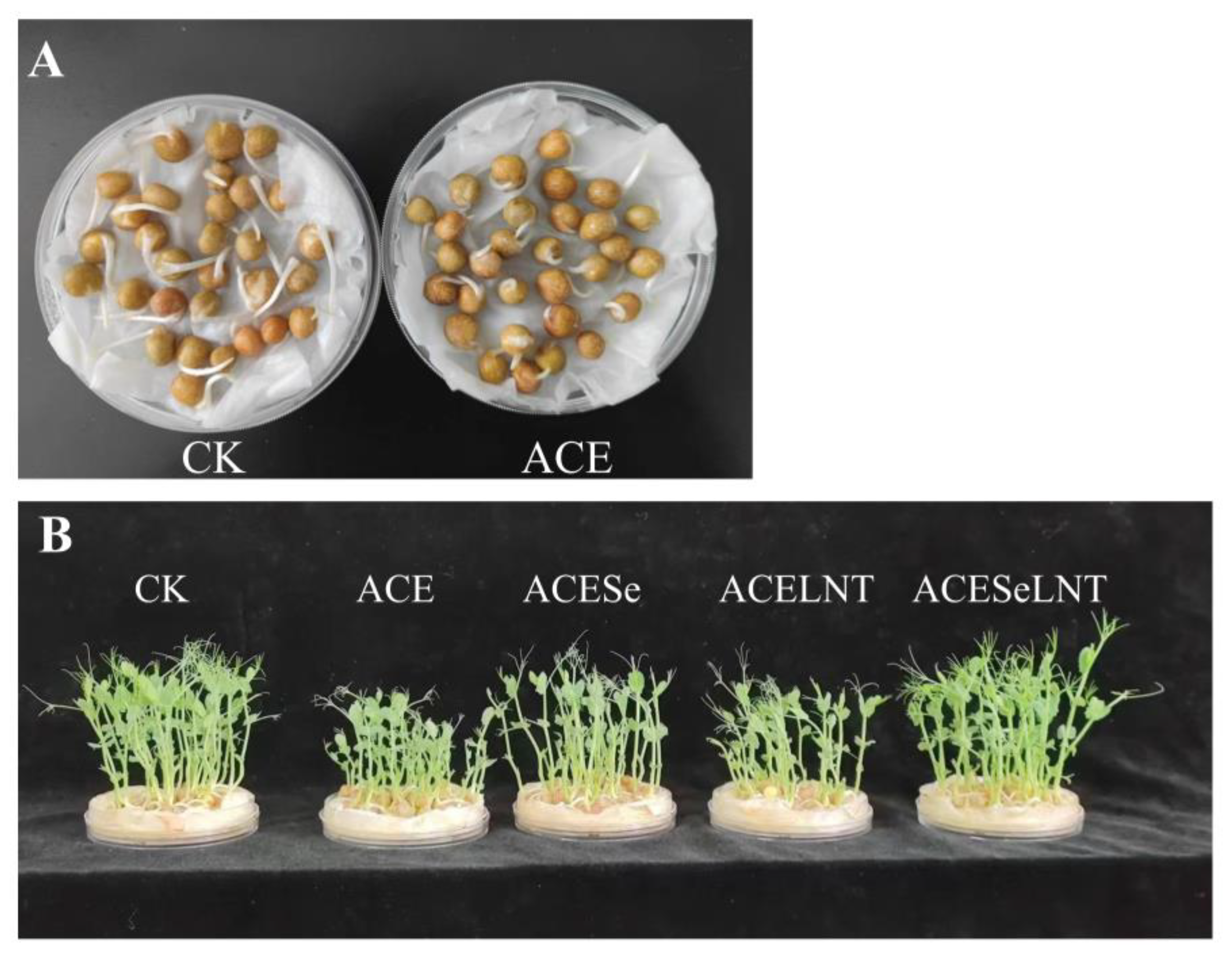 Plants 12 02781 g002