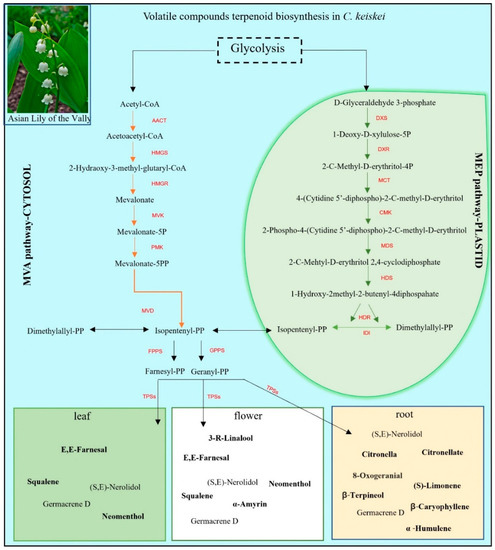 Leaf Development - Plant Ontology Wiki