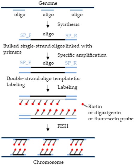 A single split-signal FISH probe set allows detection of