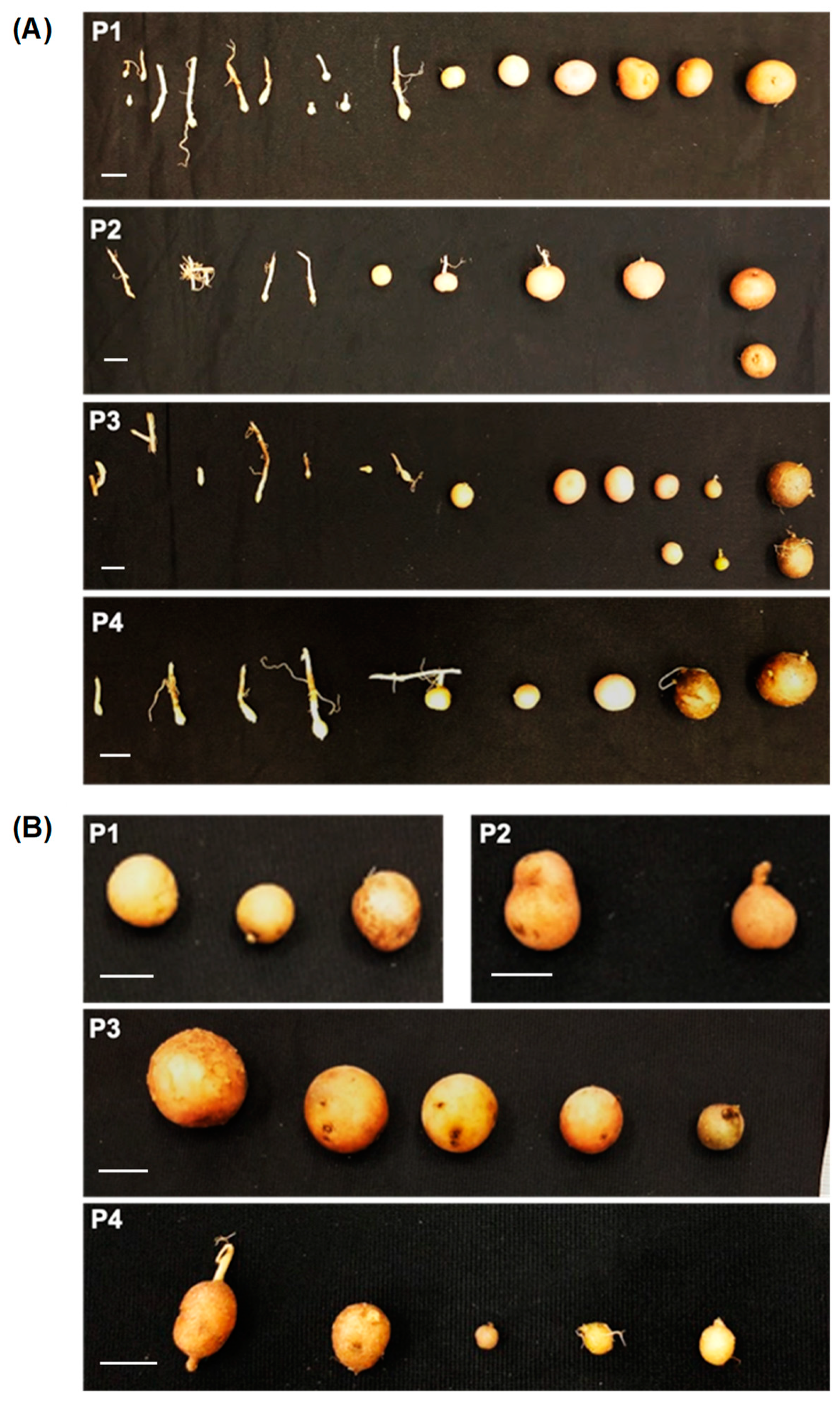 Plants 12 02839 g003 Plants 12 02839 g003