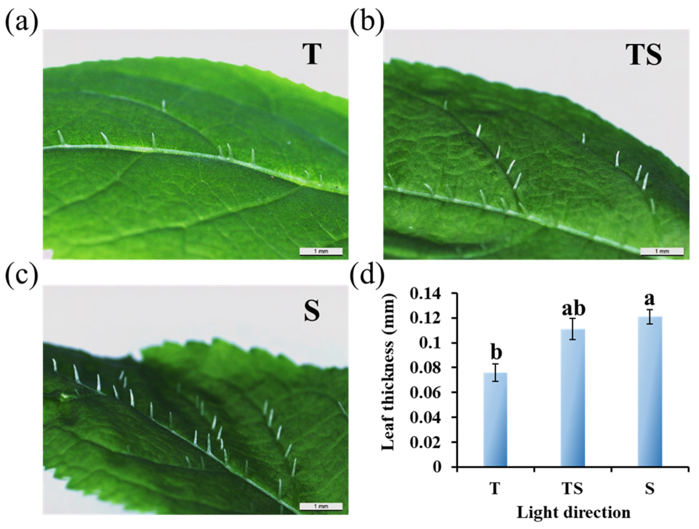 Plants 12 02849 g002