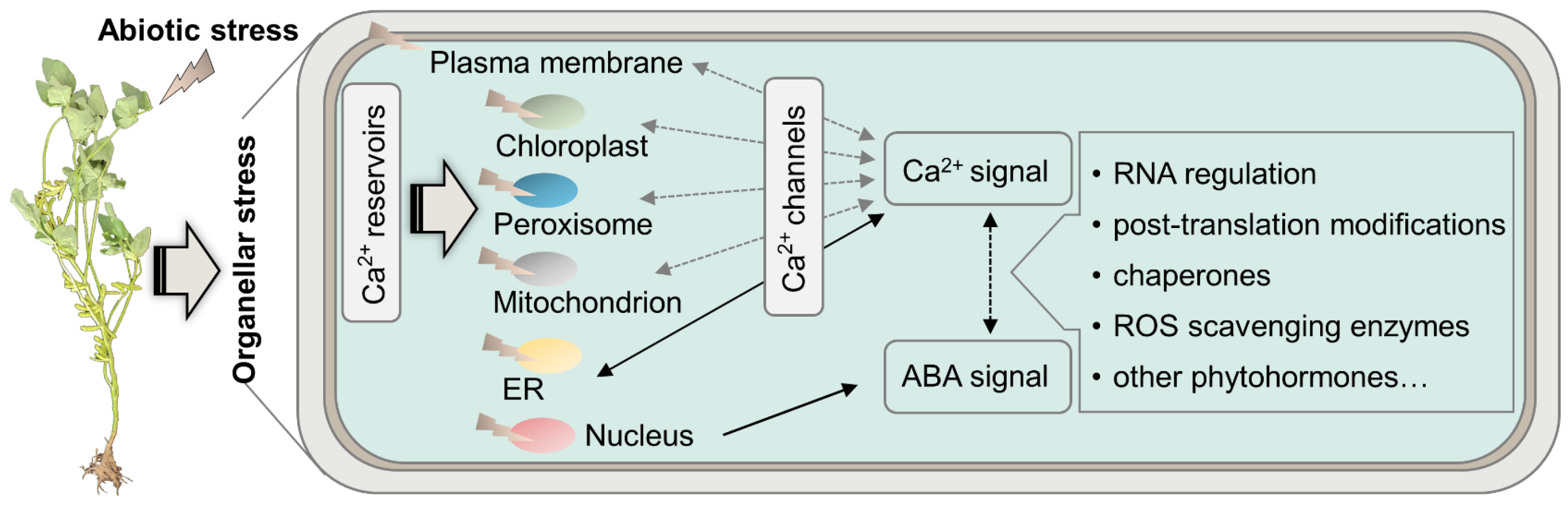 Plants 12 02865 g005 Plants 12 02865 g005