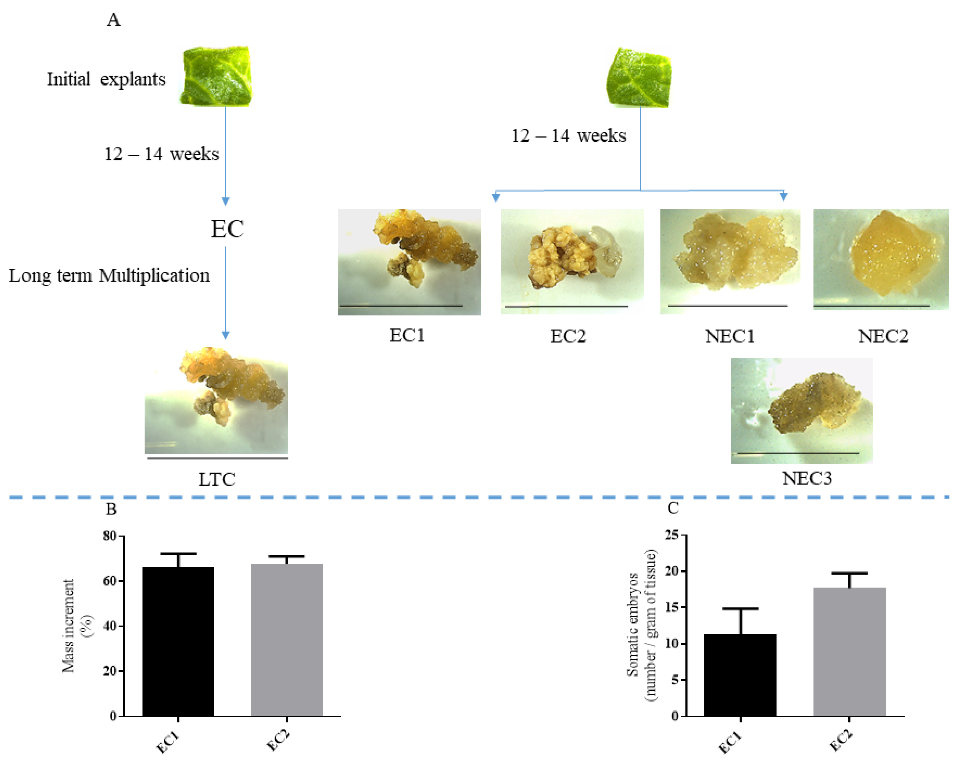 Plants 12 02869 g001 Plants 12 02869 g001