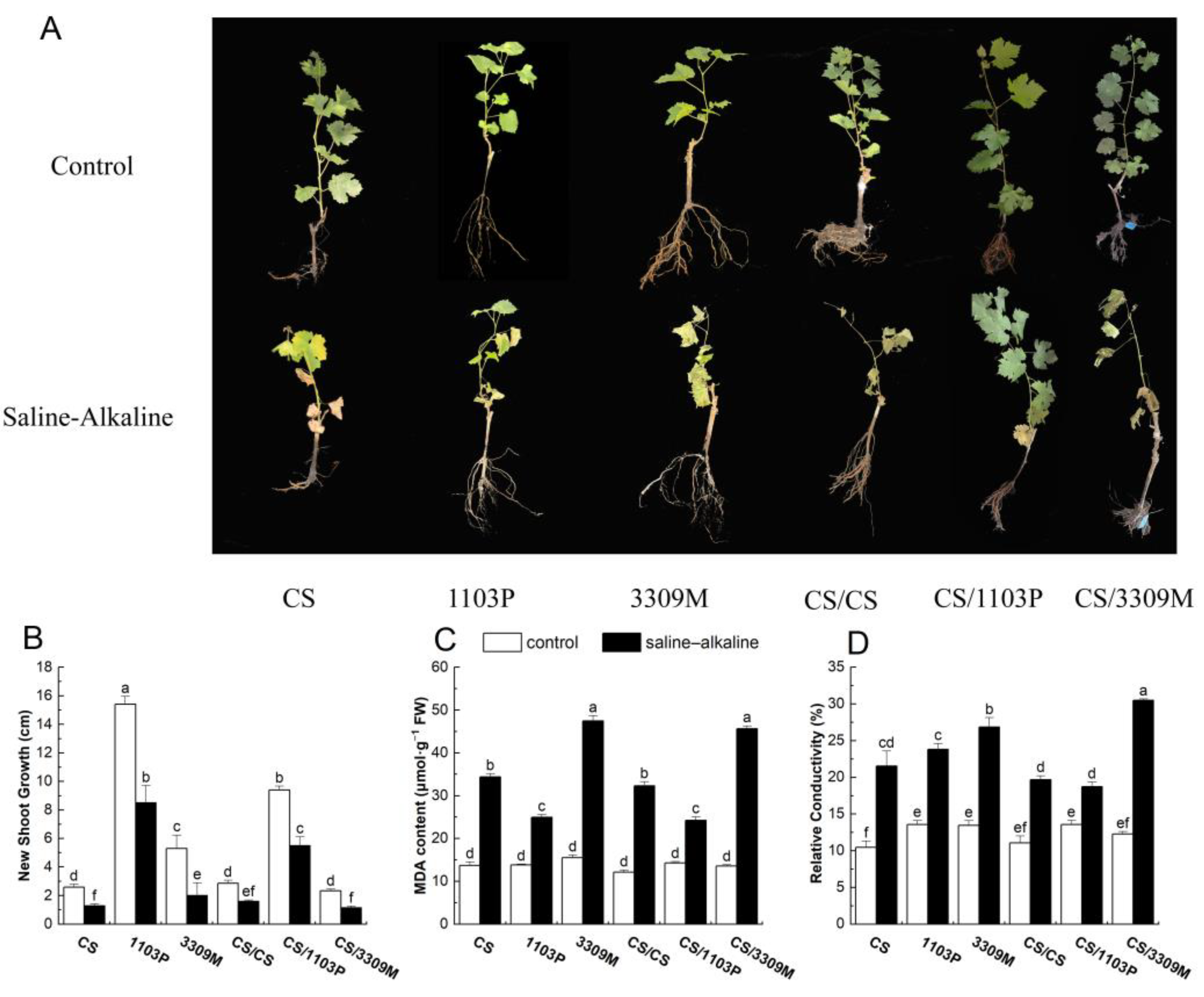 Plants 12 02881 g001 Plants 12 02881 g001