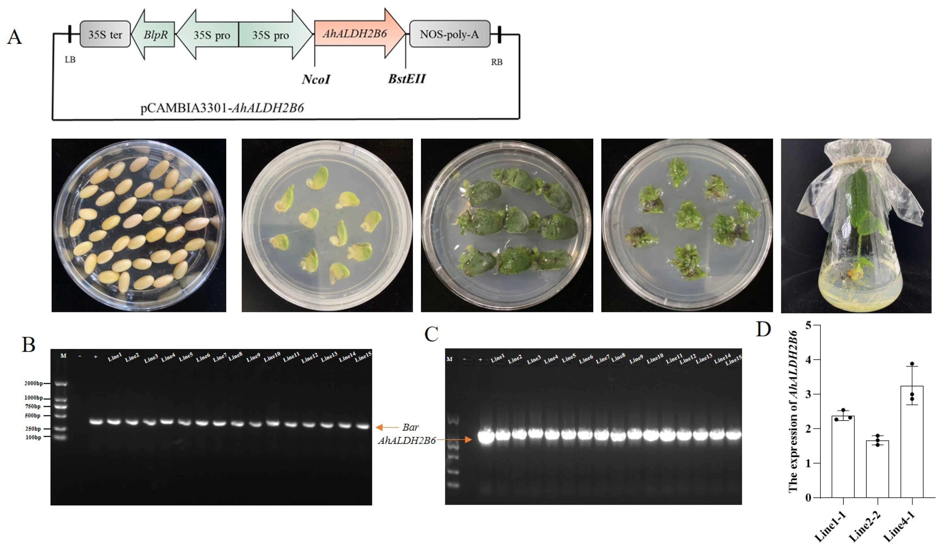 Plants 12 02928 g002