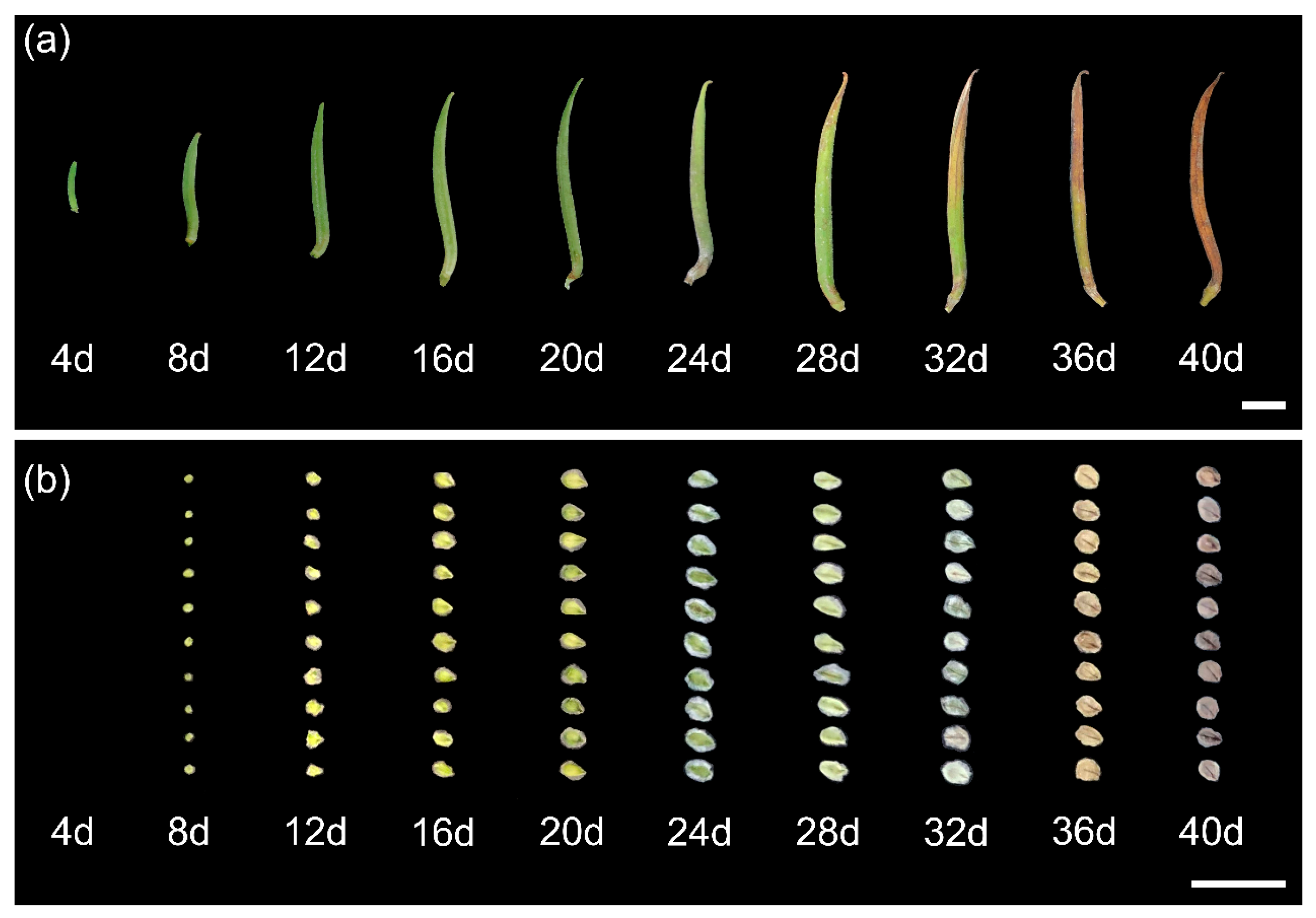 Plants 12 02934 g001