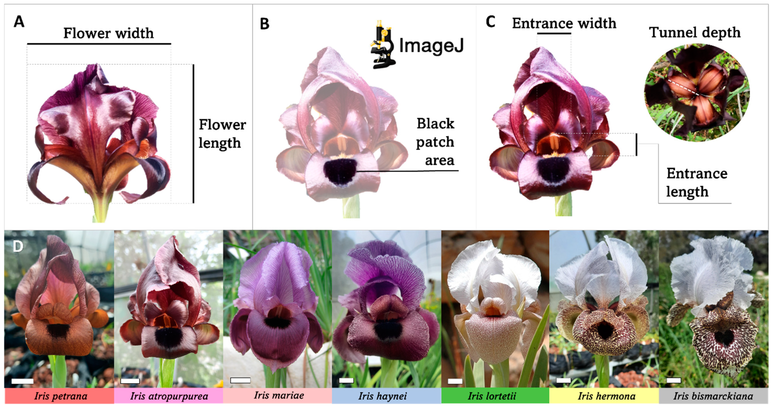 Plants | Free Full-Text | Flower Size as an Honest Signal in Royal