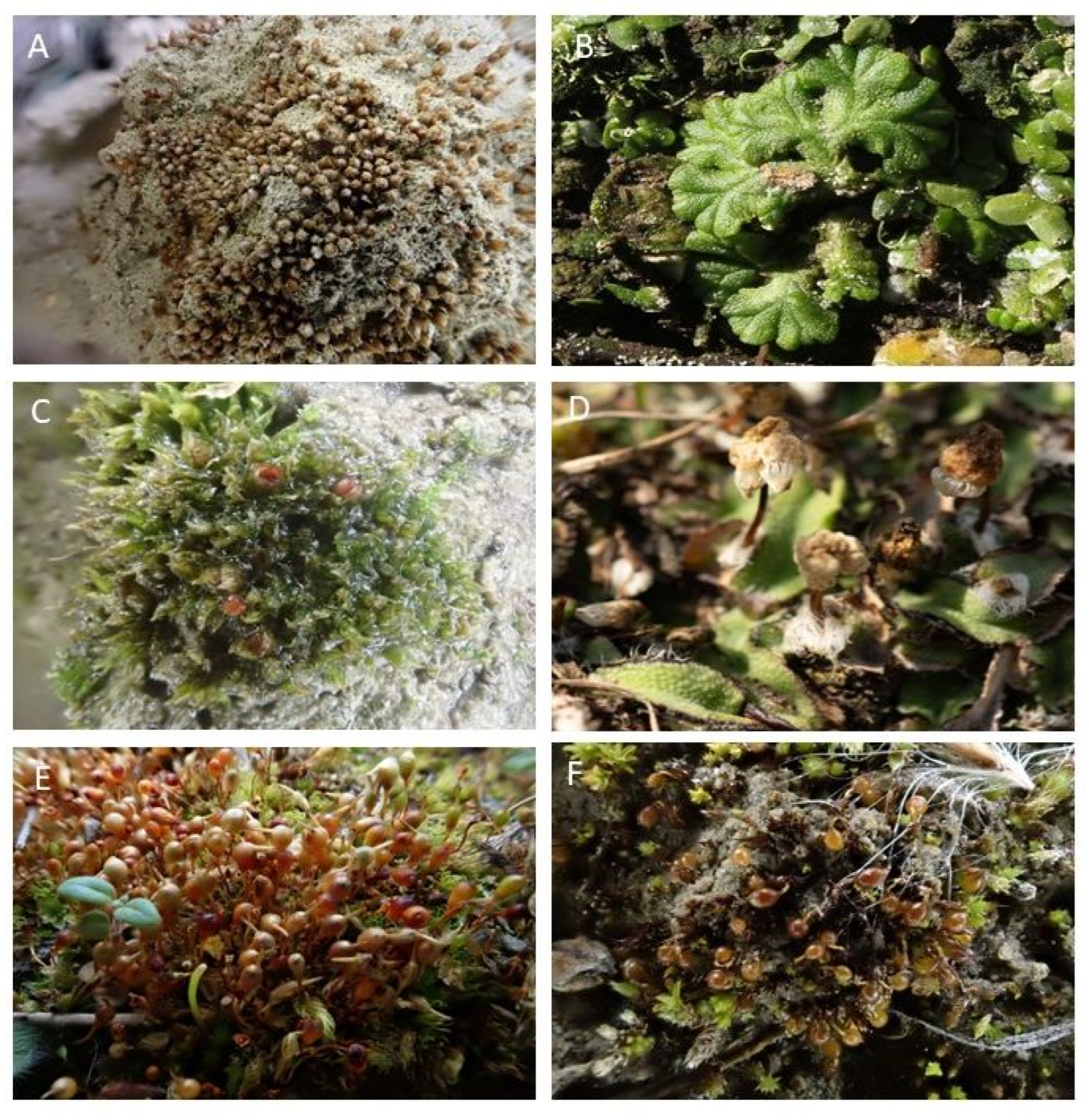 Plants 12 03002 g006