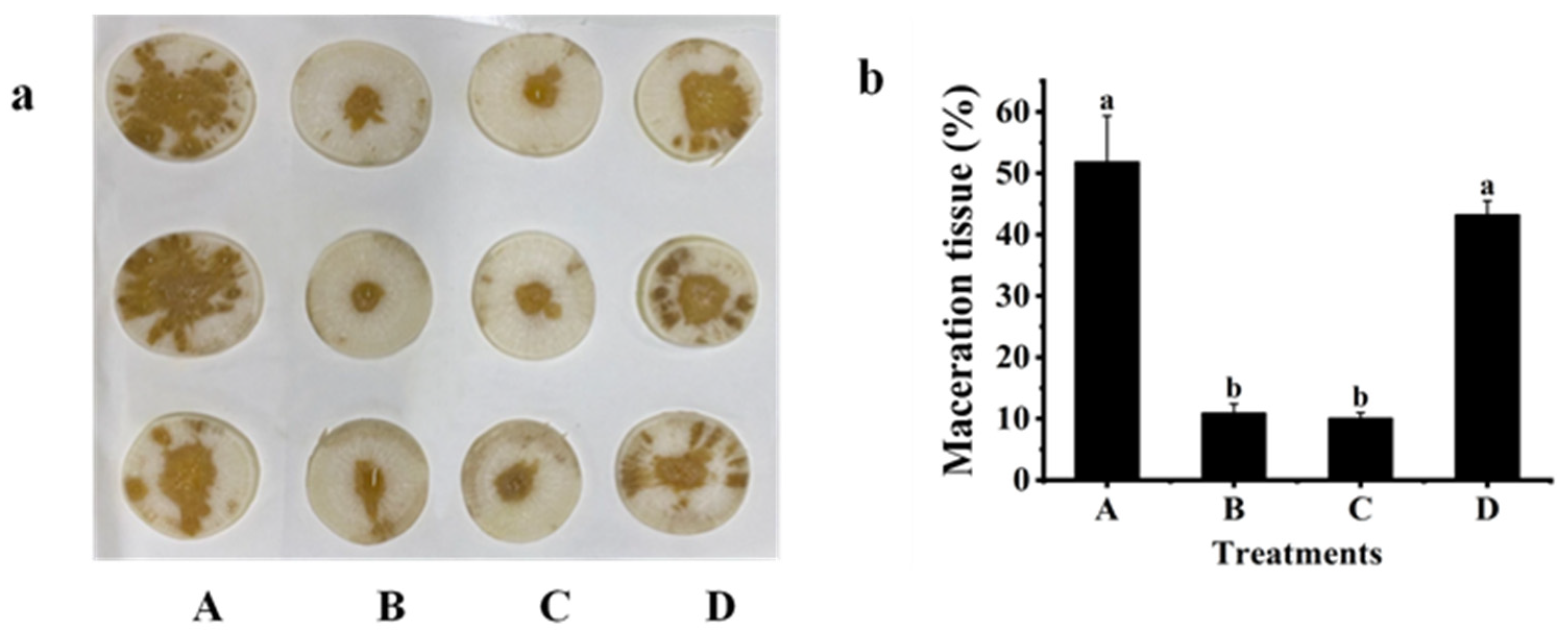 Plants 12 03037 g003