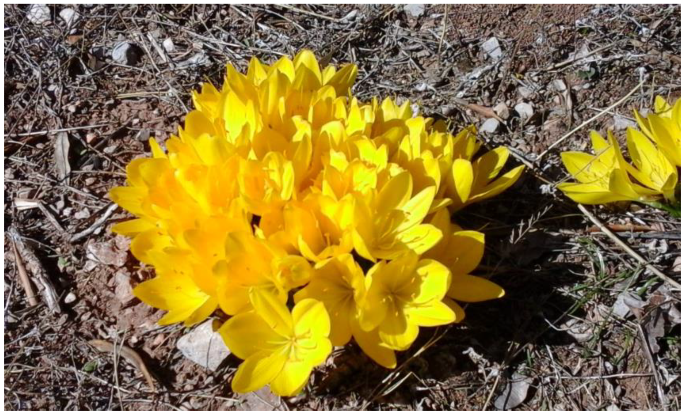 Plants 12 03043 g001