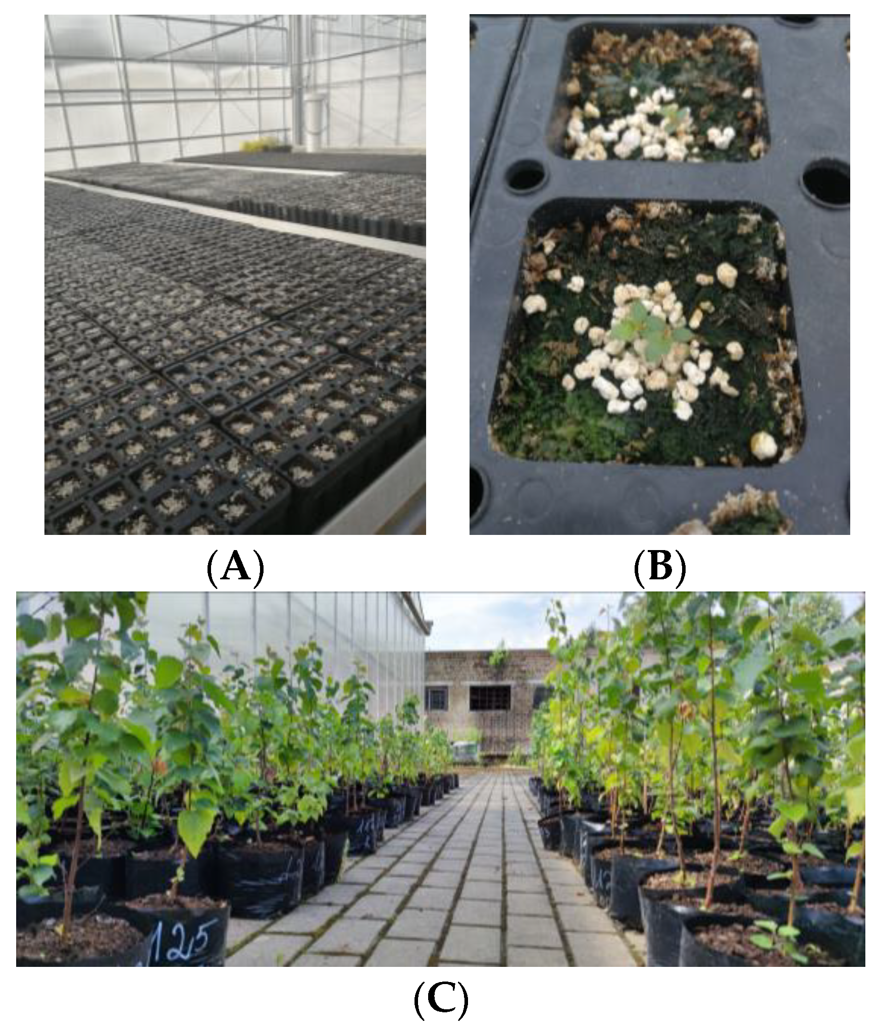 Plants 12 03048 g013 Plants 12 03048 g013